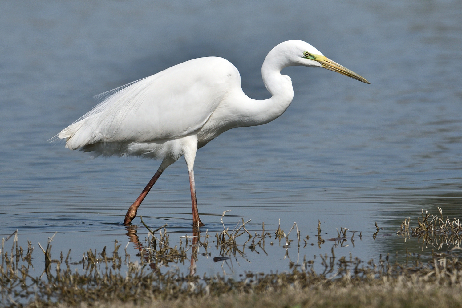 Airone bianco maggiore
