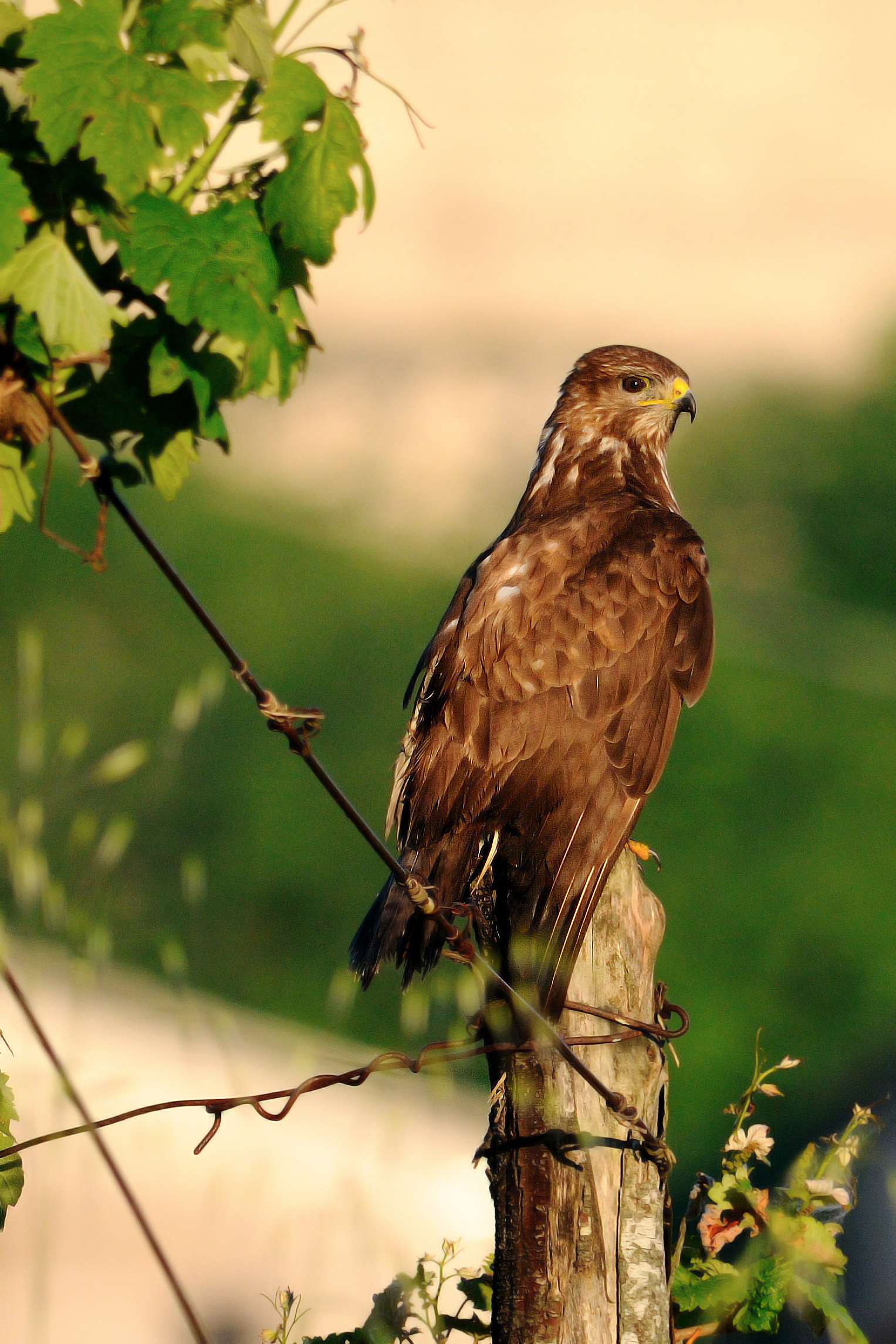 All'alba fra i vigneti...