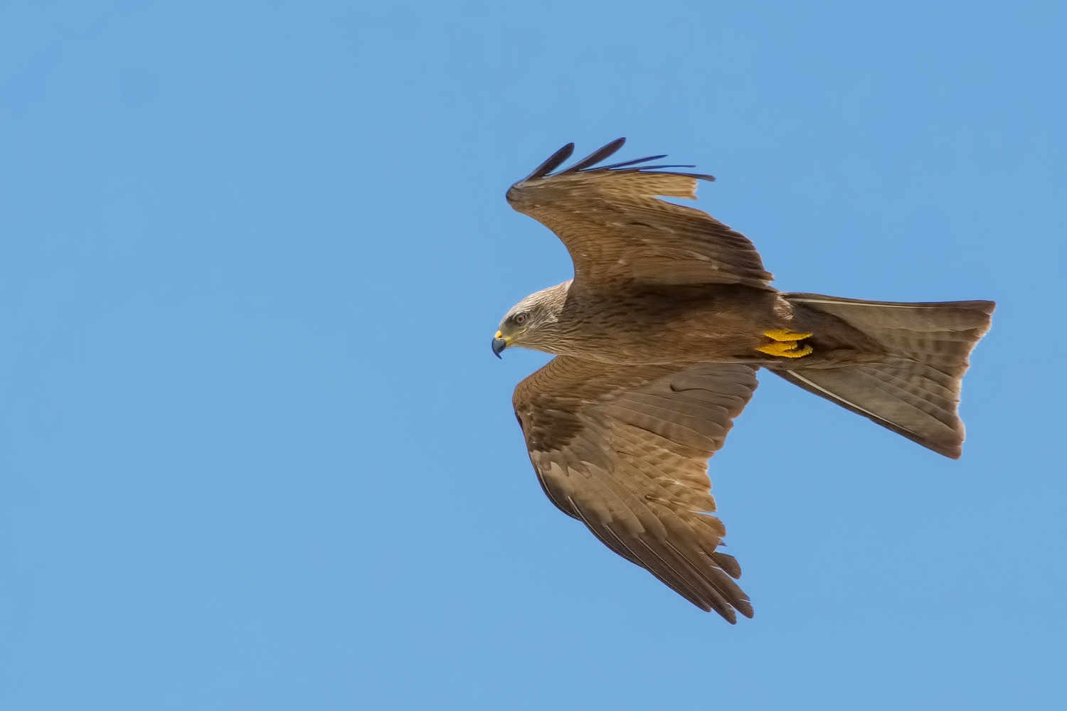 Black Kite