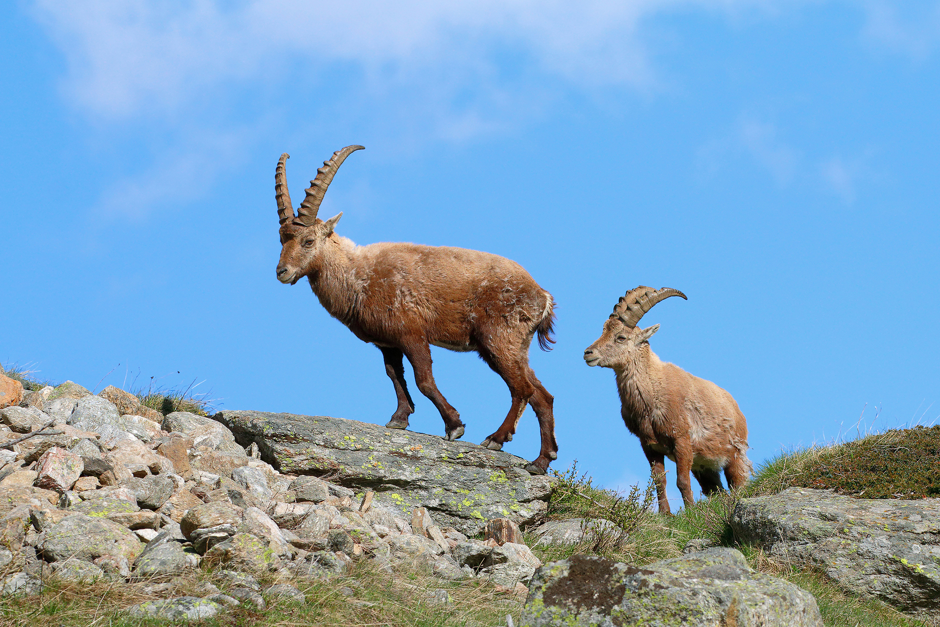 young ibex