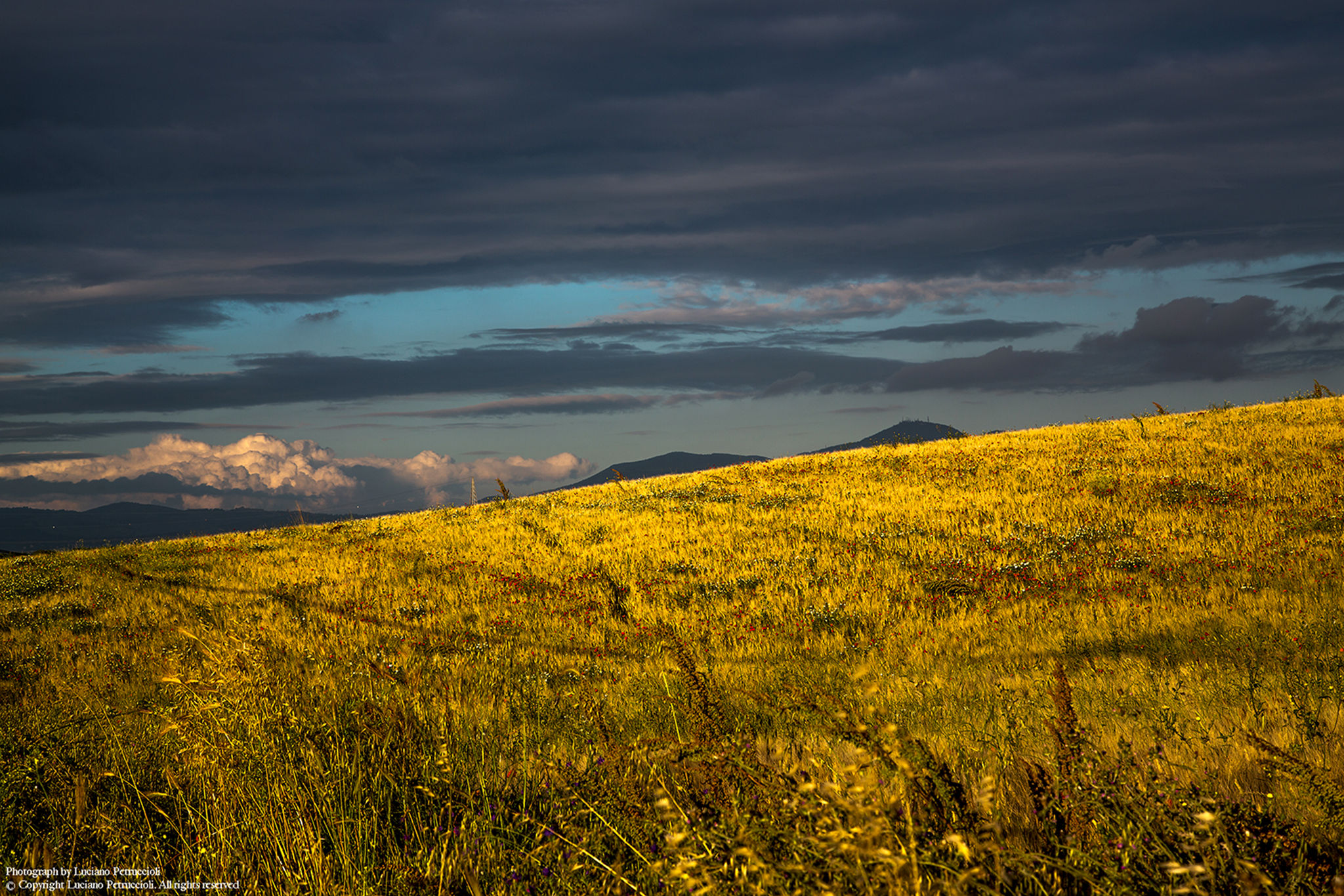 Hills with wild wheat