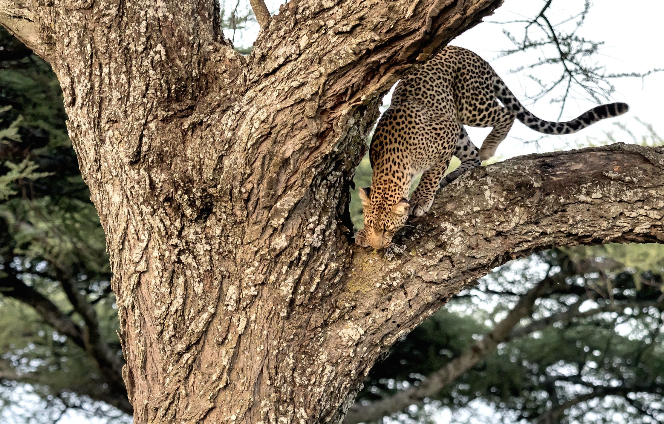 Tanzania 2016 - Di sera