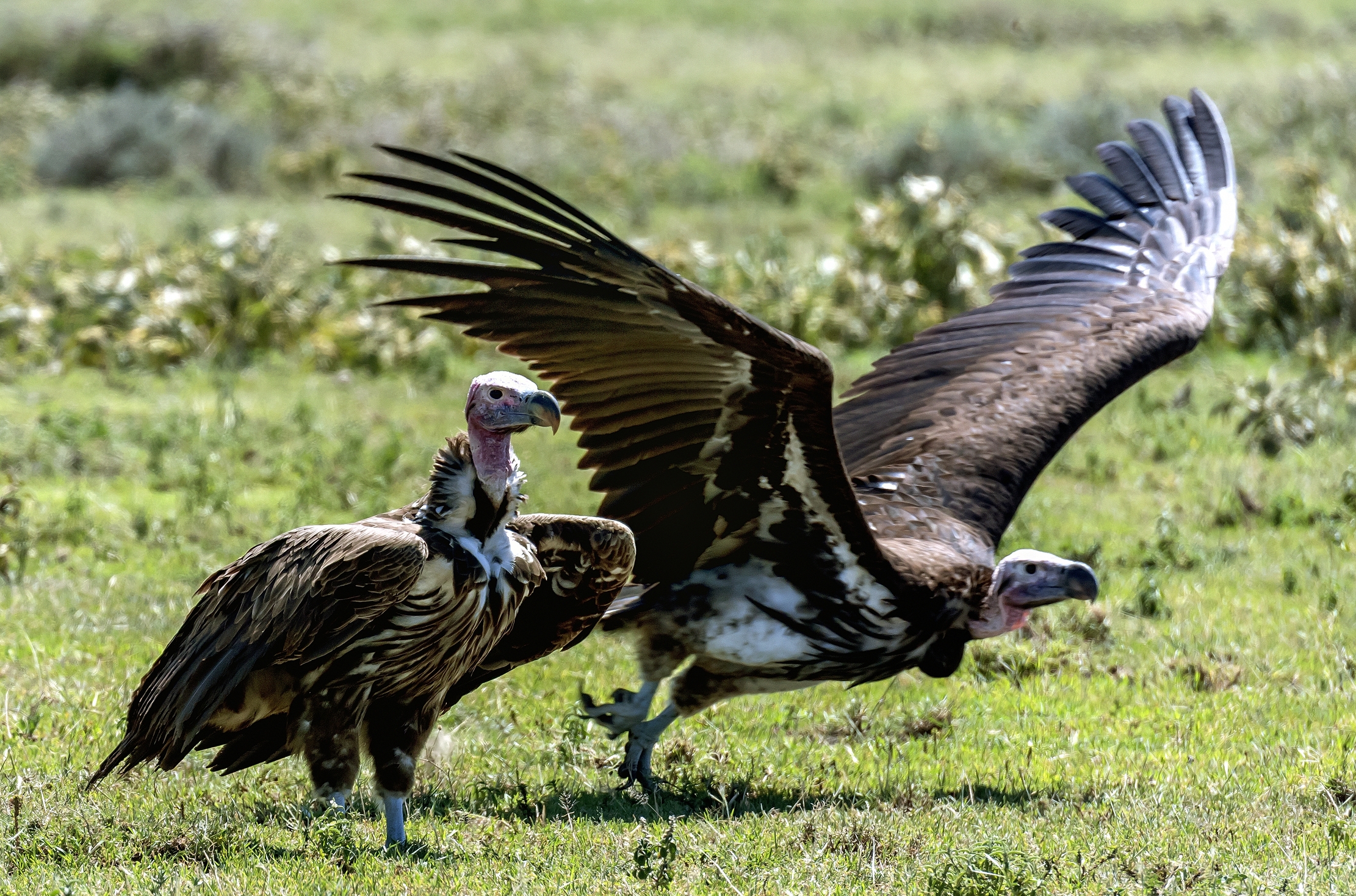 Tanzania 2016 - Avvoltoi