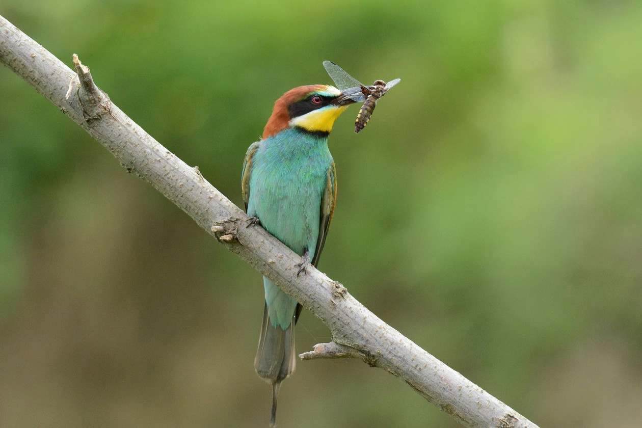 Bee Eater