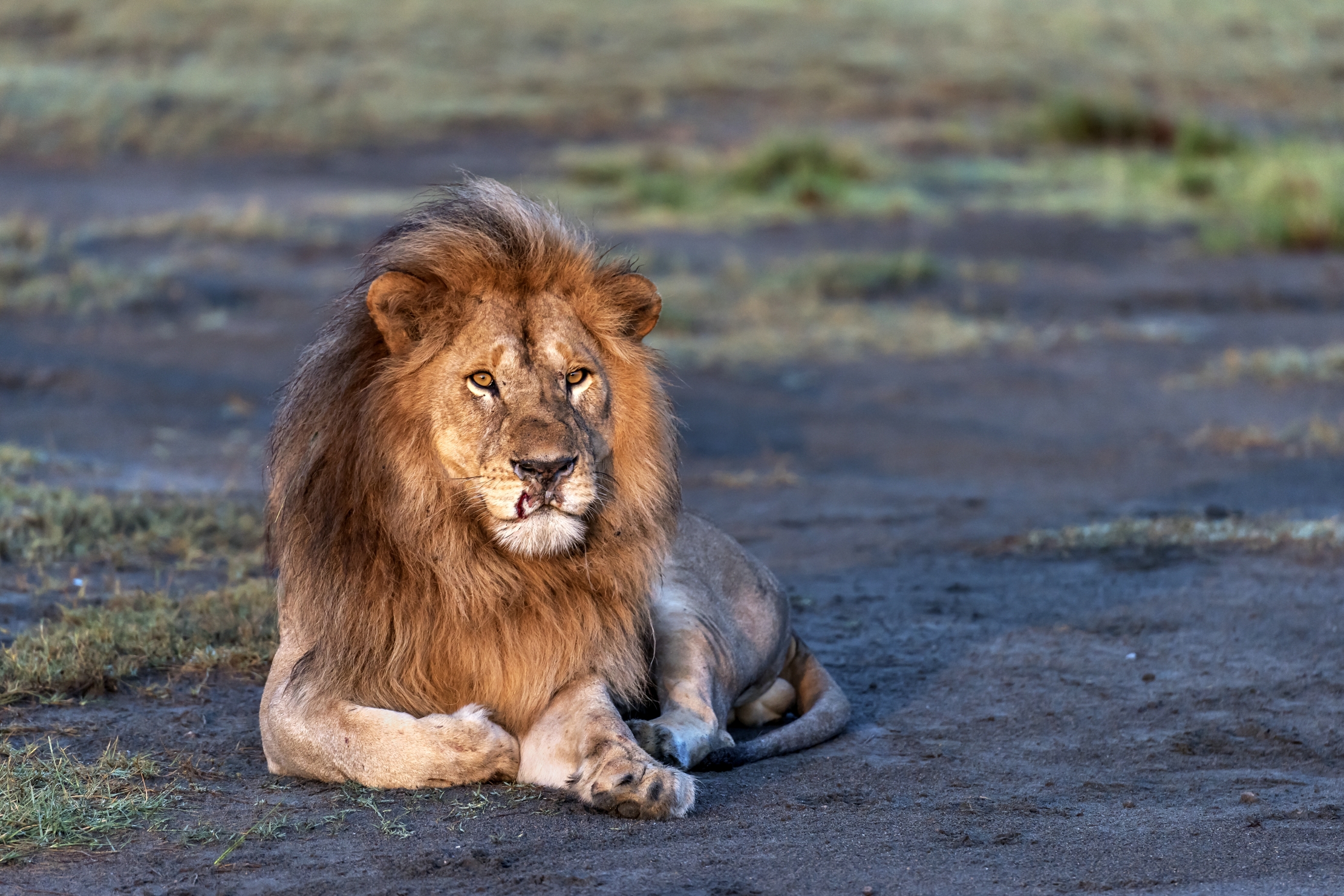 Tanzania 2016 - Lion