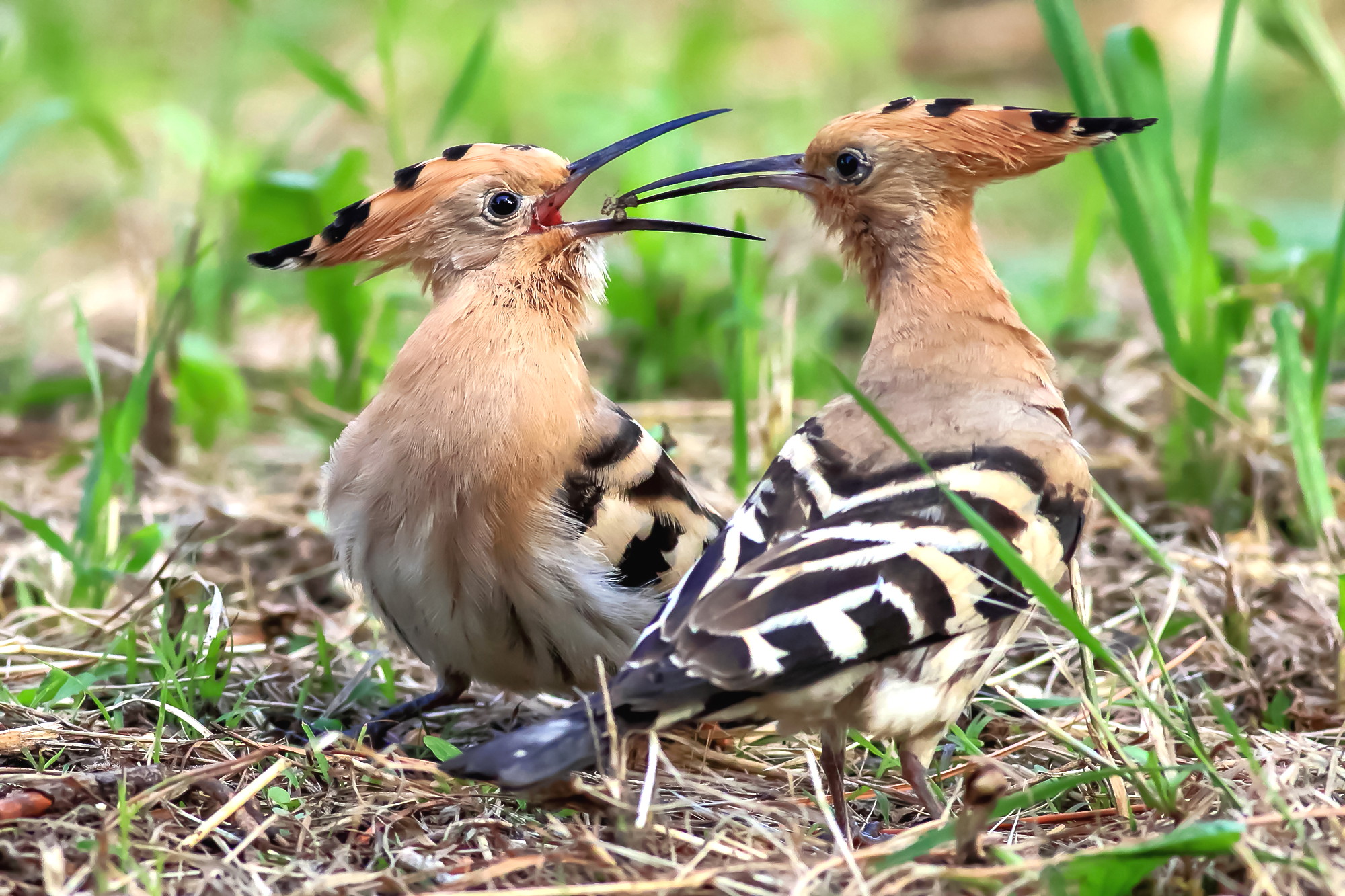Hoopoe with pullo
