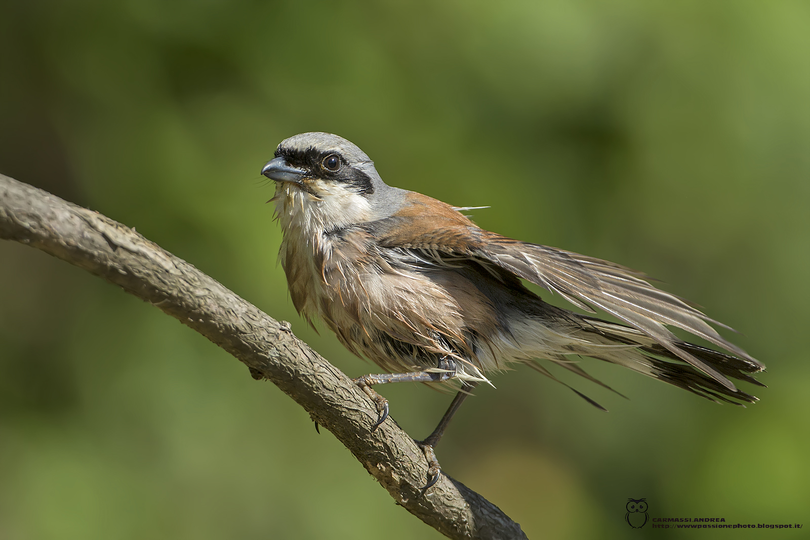 shrike