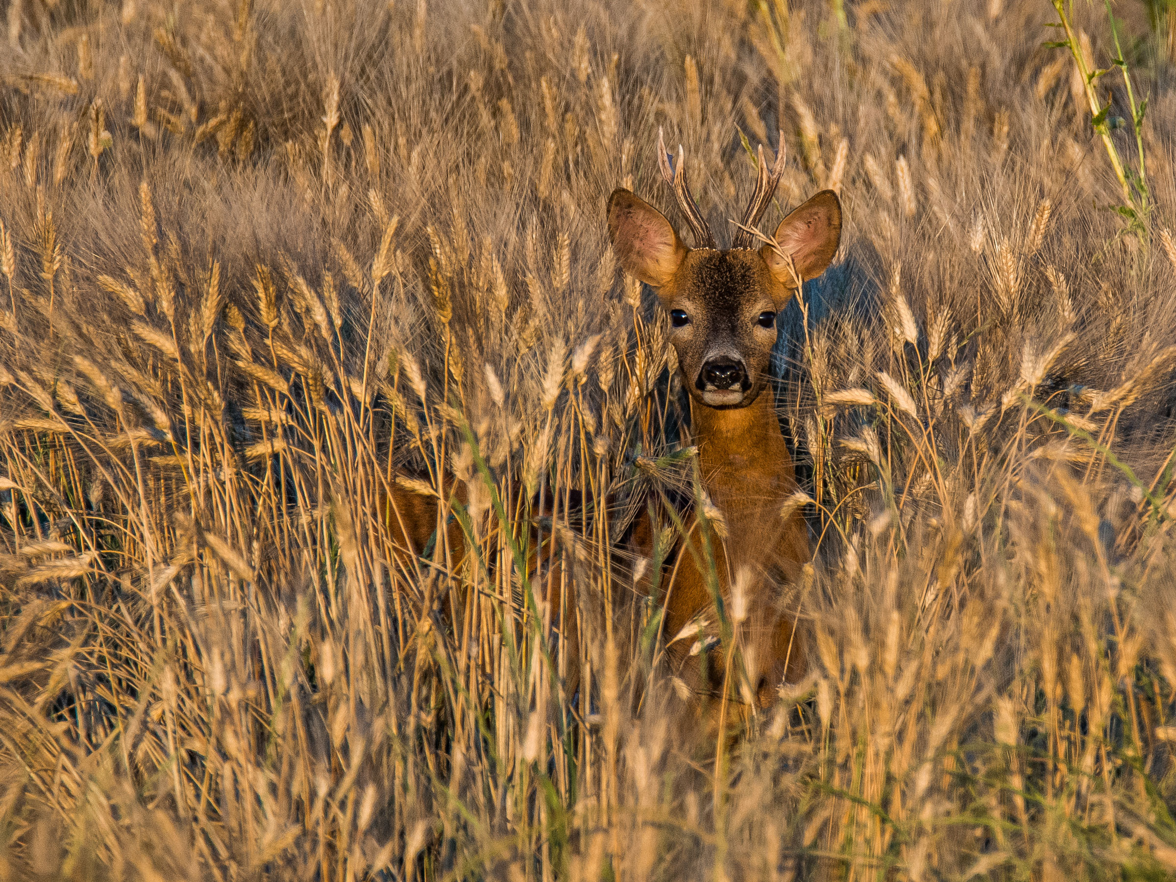 Capriolo al tramonto