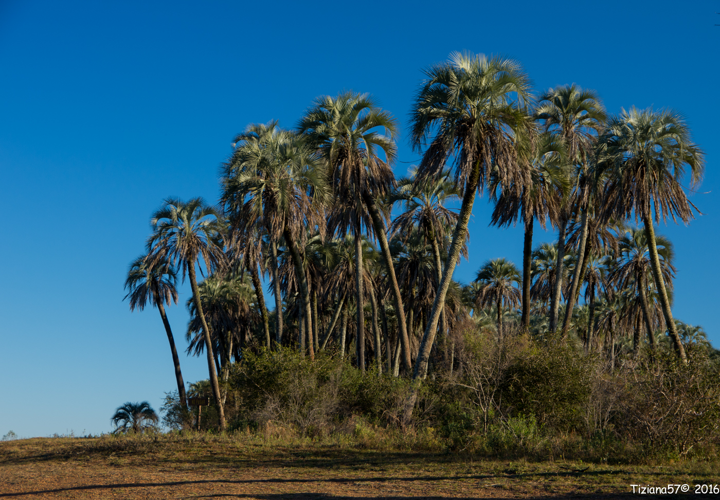 Parque El Palmar Entre Rio (Arg)