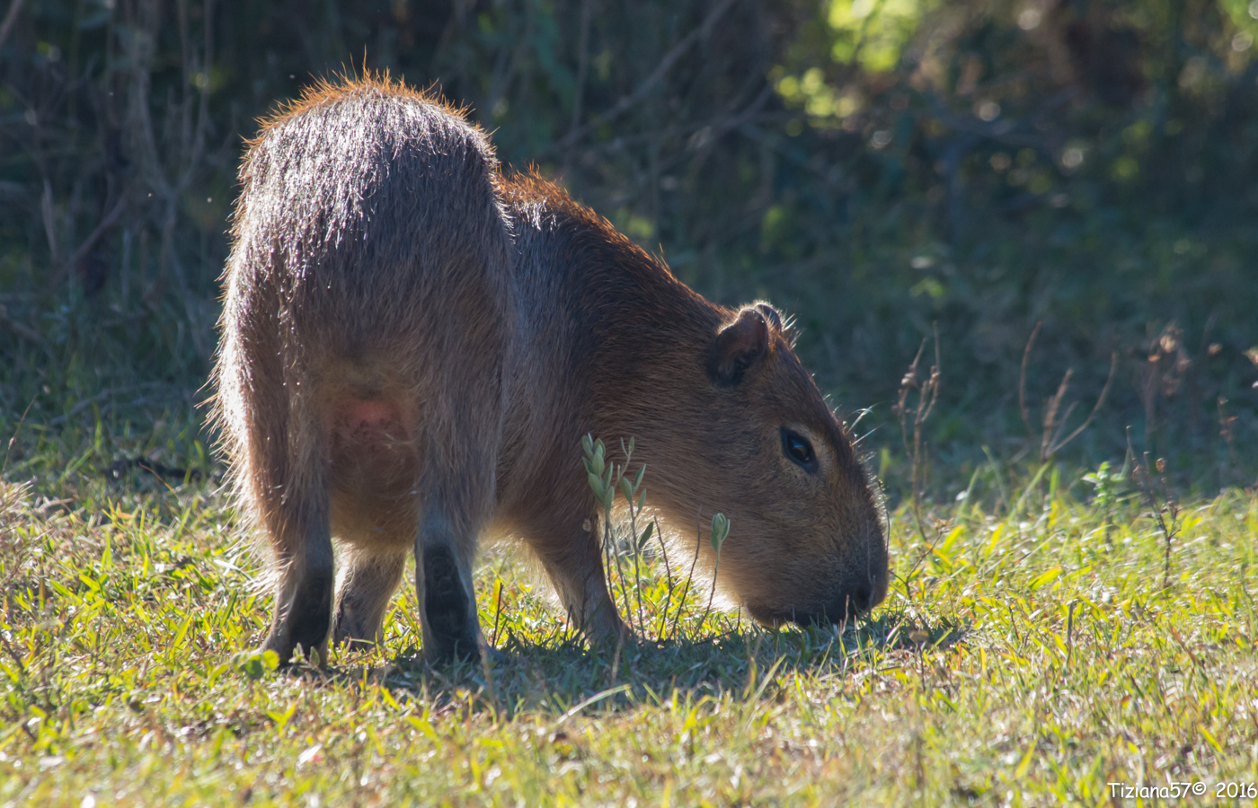 capybaras