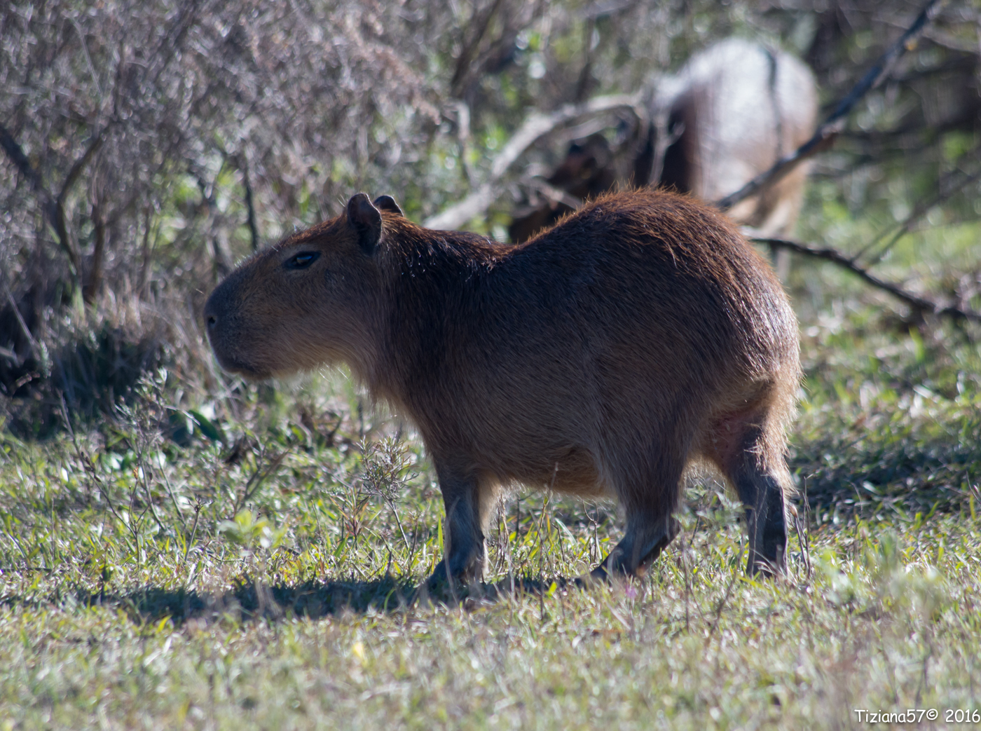 capybaras