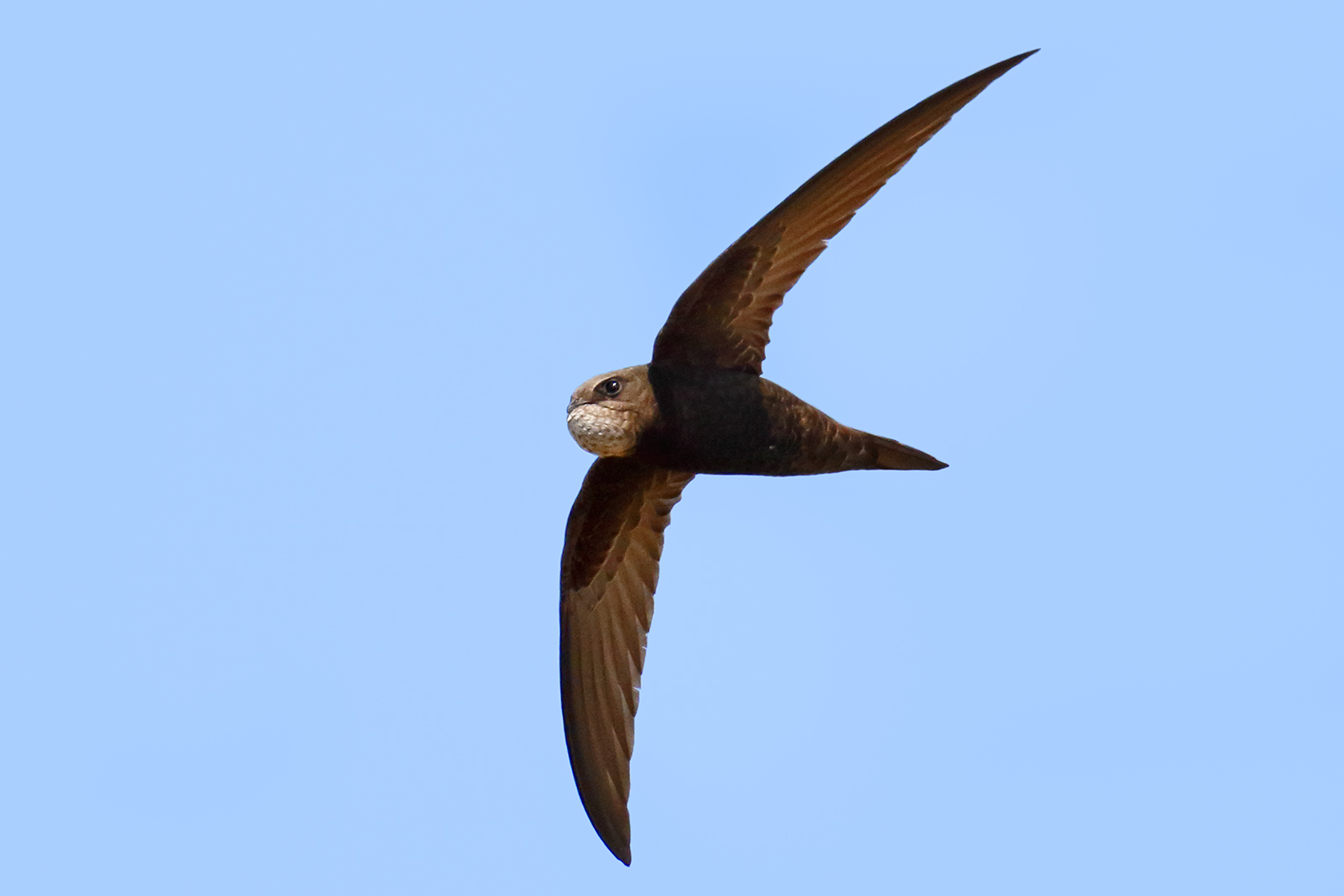 An arc in the sky - Swift in flight