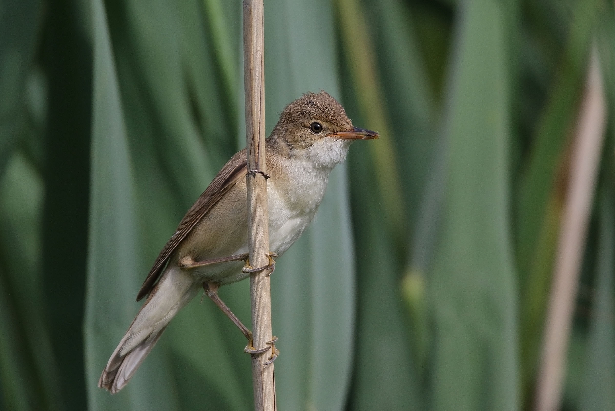reed warbler