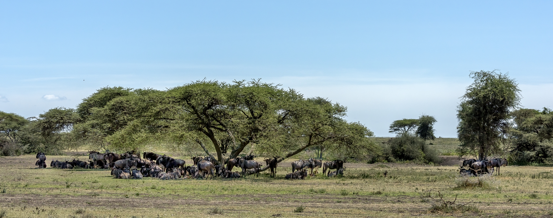 Tanzania 2016 - Gnu