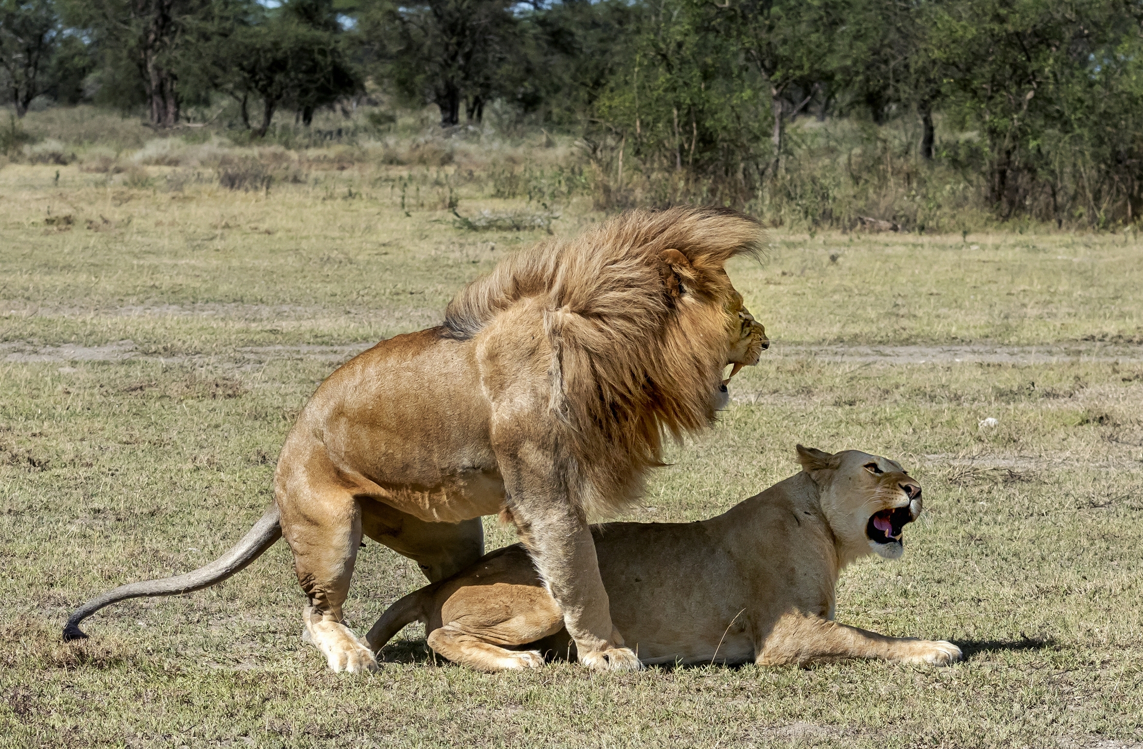 Tanzania 2016 - Coppia