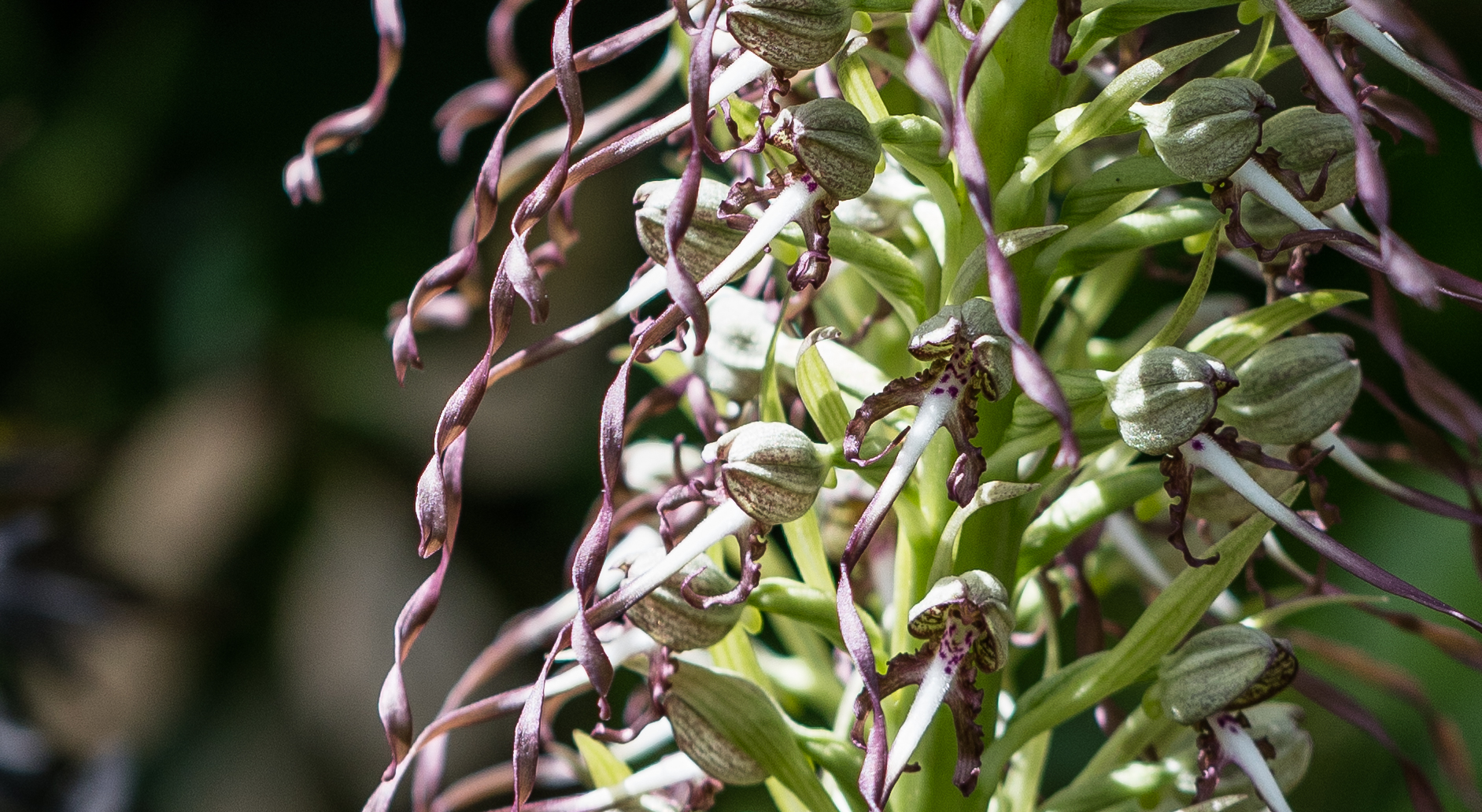 Lizard Orchid