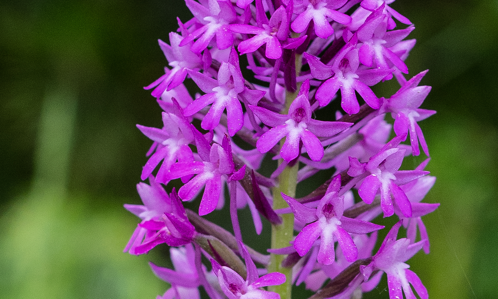 Piramide Orchid