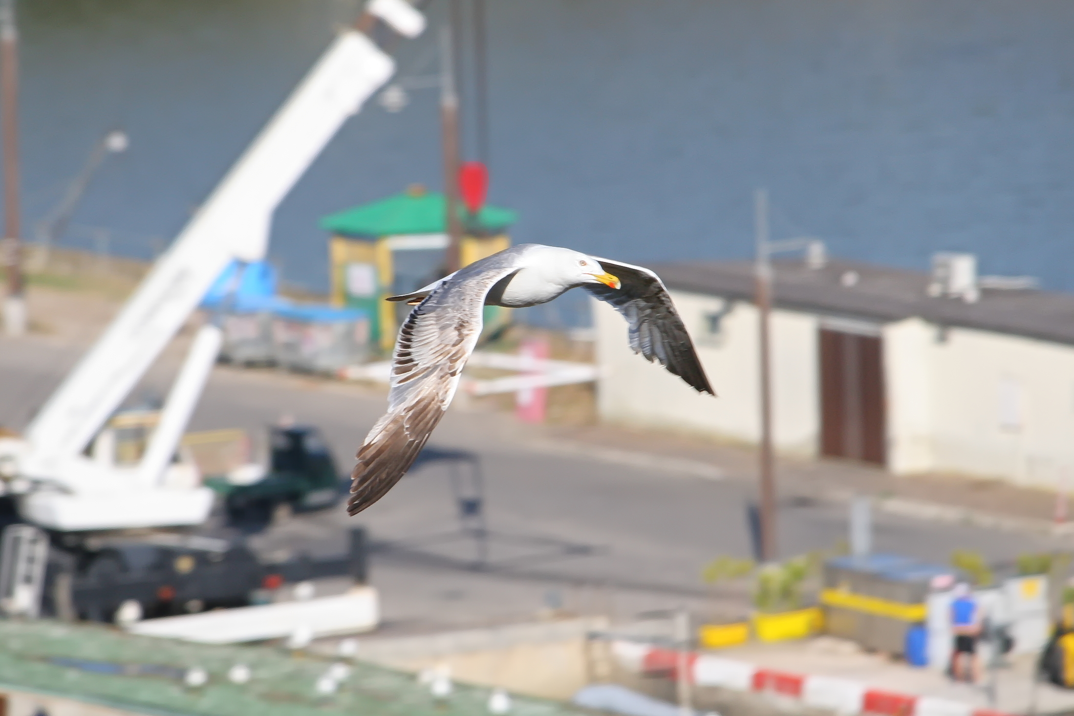 Seagull at the harbor
