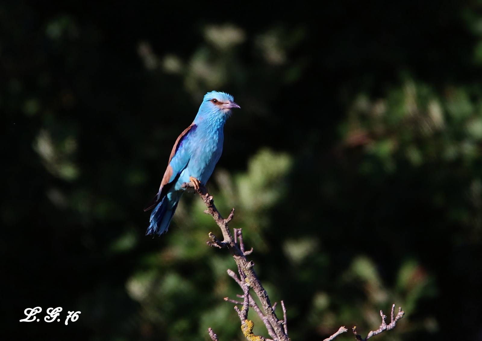 European Roller (Coracias garrulus Linnaeus, 1758)