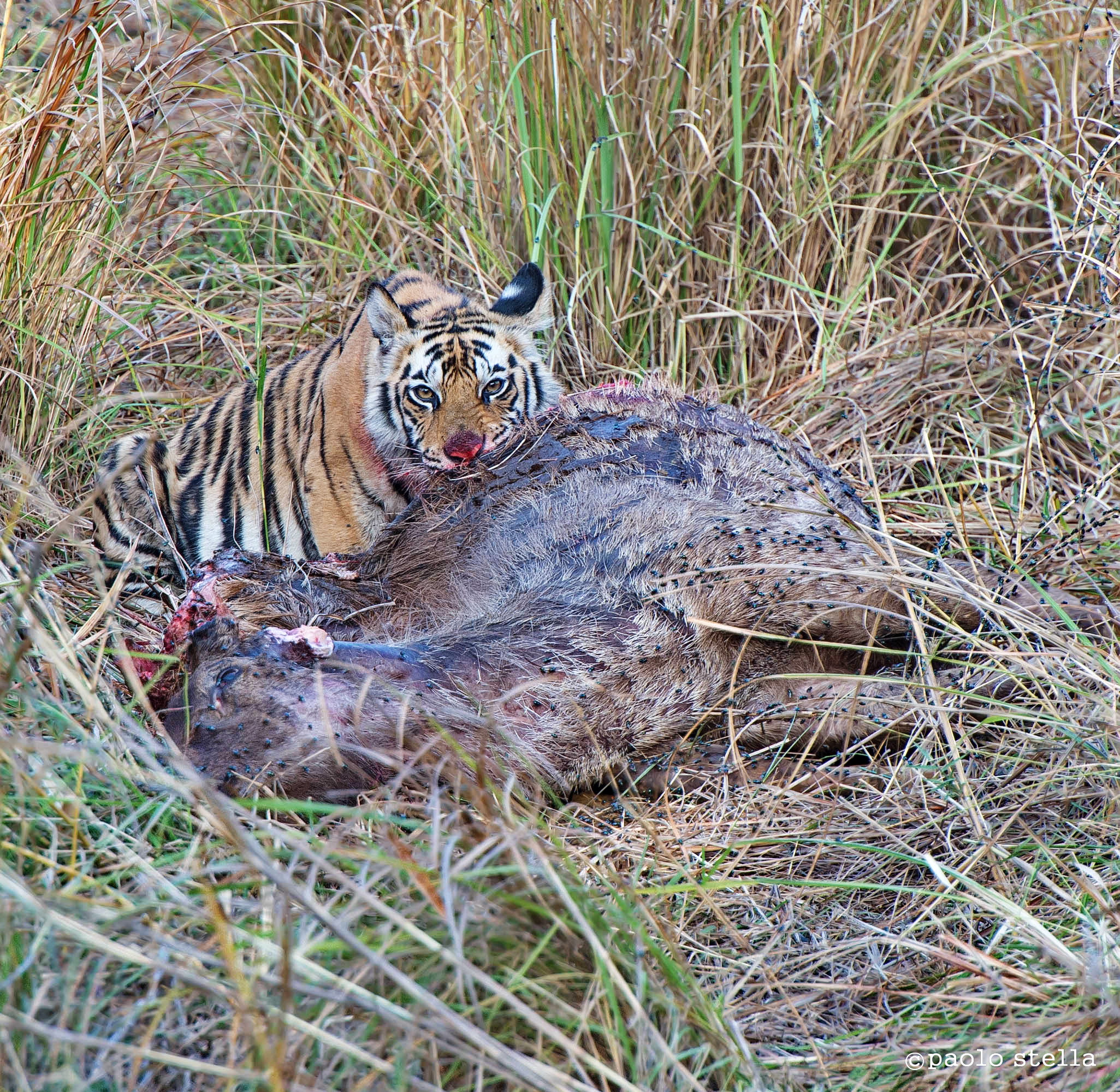 il cucciolo e la preda