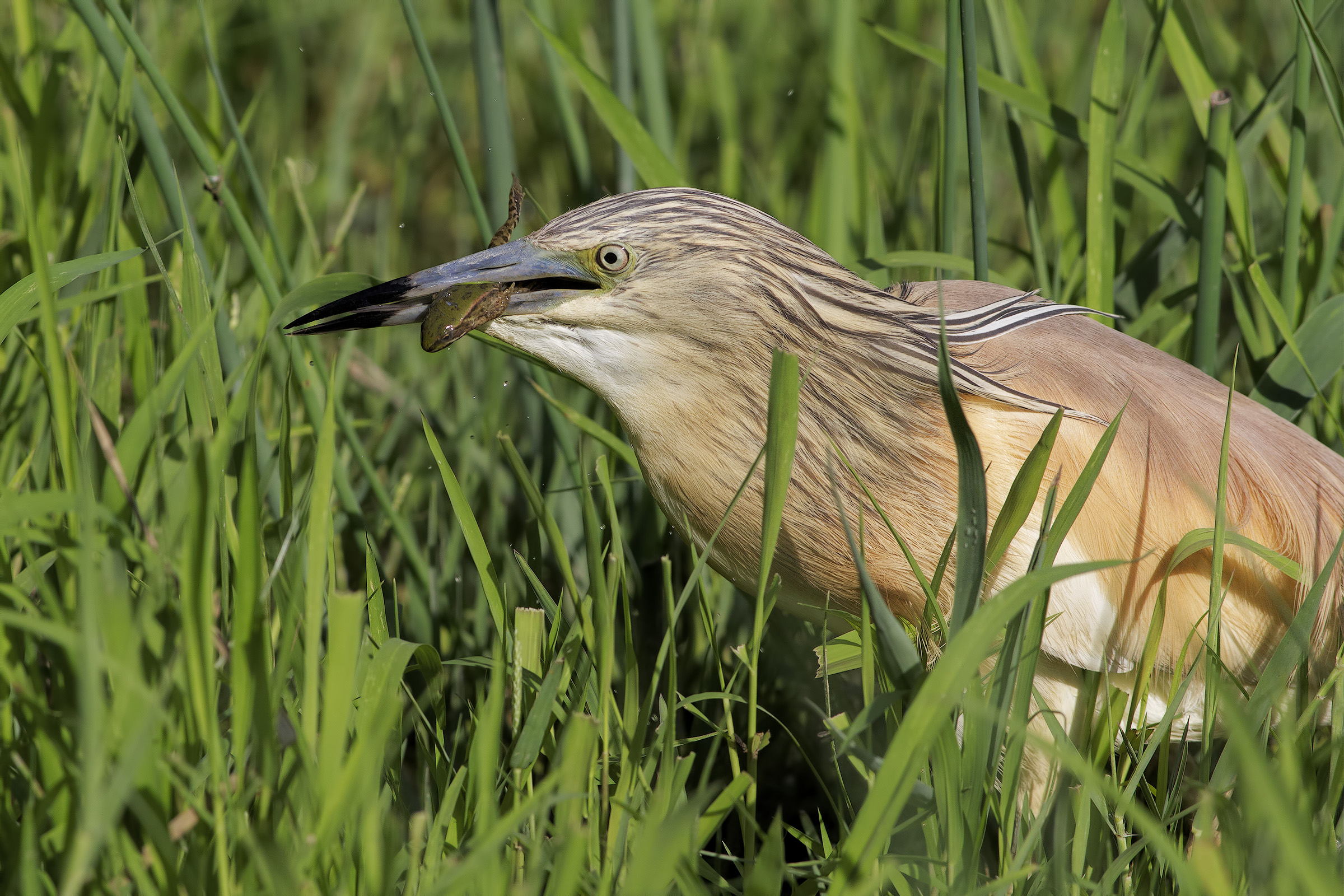 Sgarza ciuffetto con preda