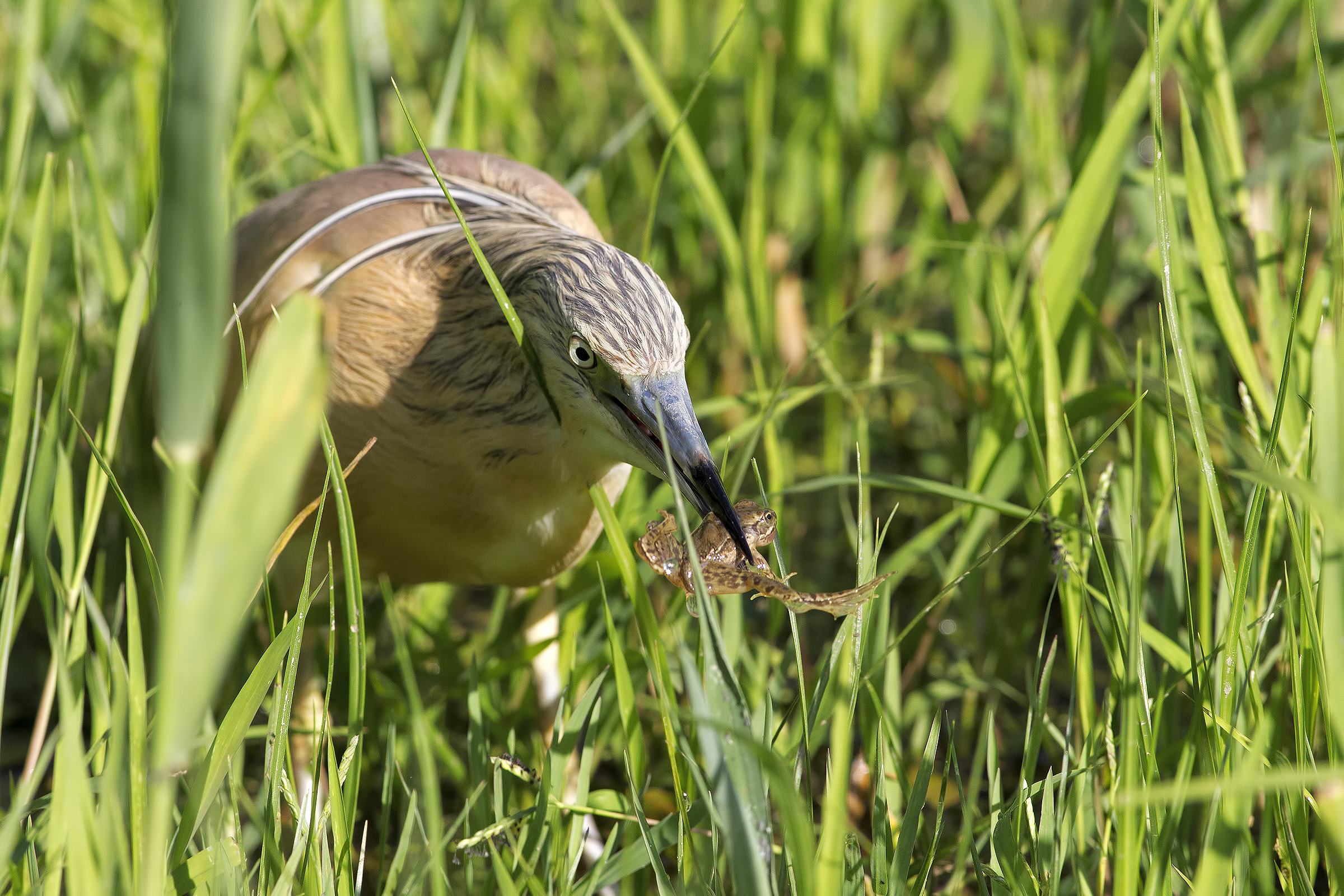 Sgarza ciuffetto con preda