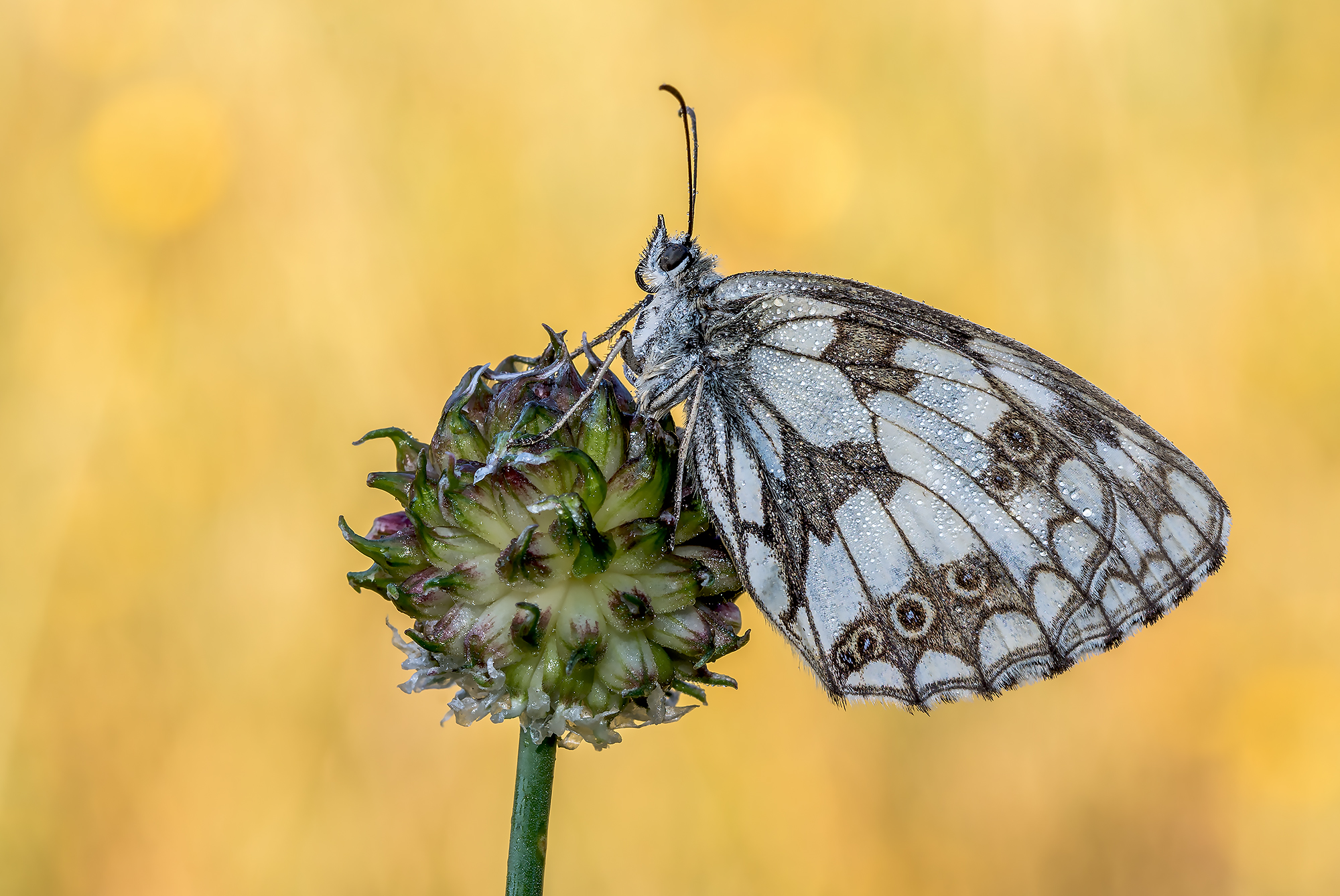 Melanargia galathea