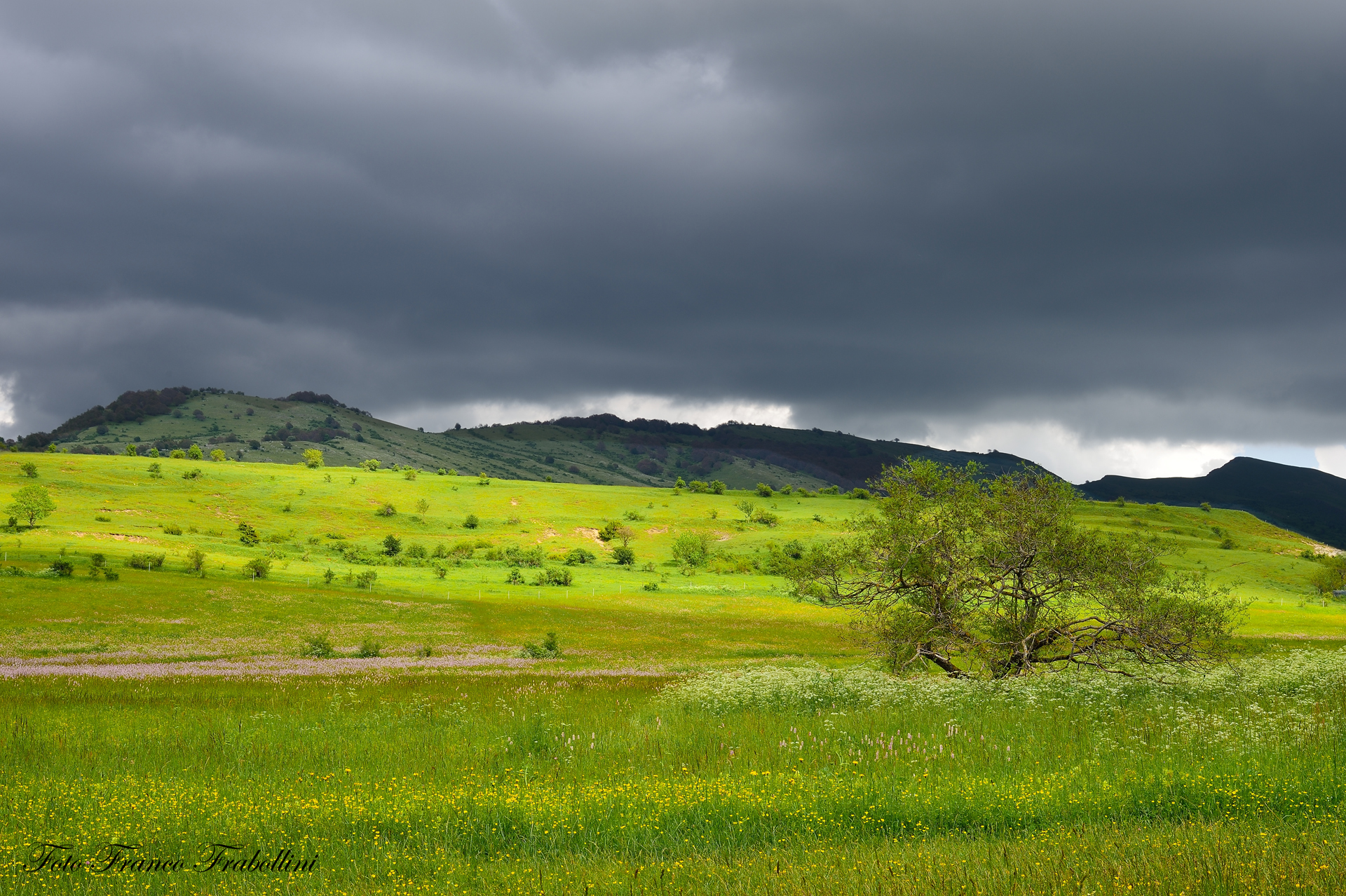 L'albero e il temporale........