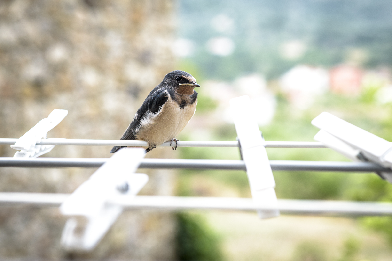 Hawks and the Sparrows