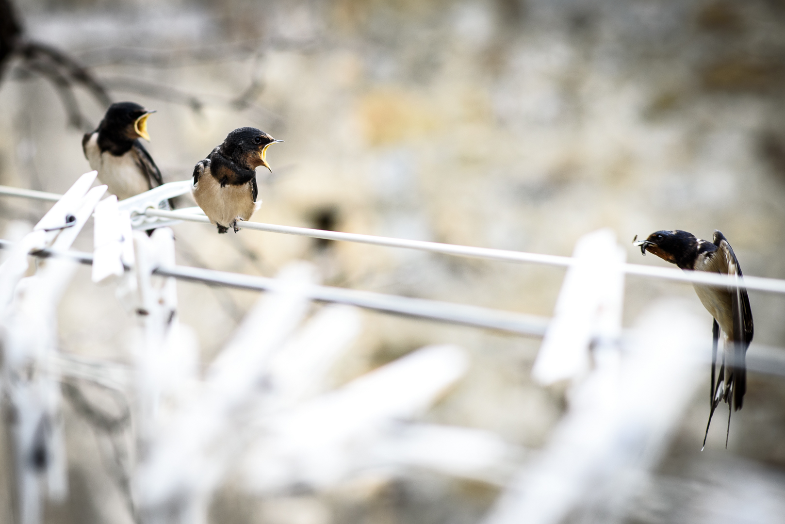 Hawks and the Sparrows