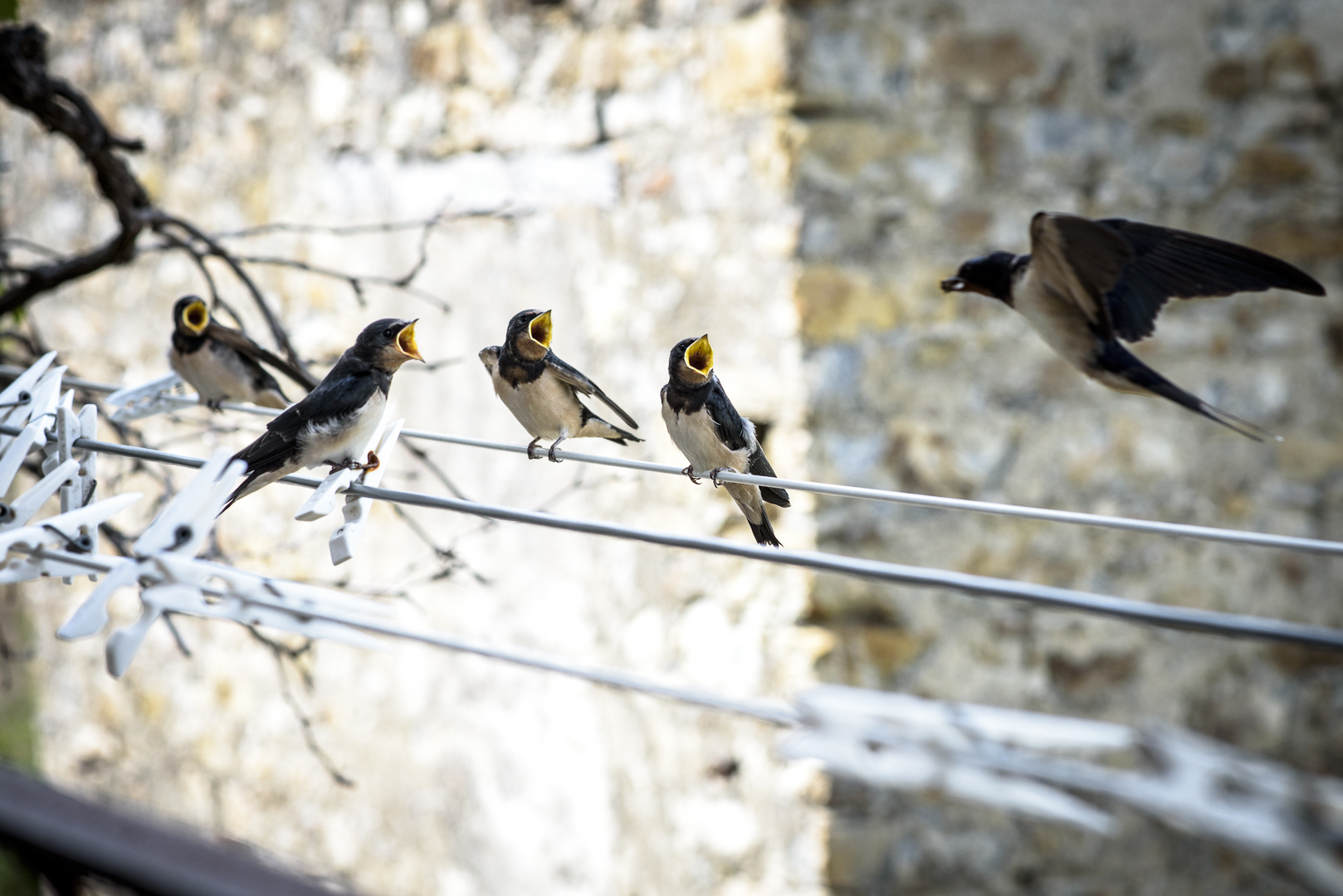 Hawks and the Sparrows