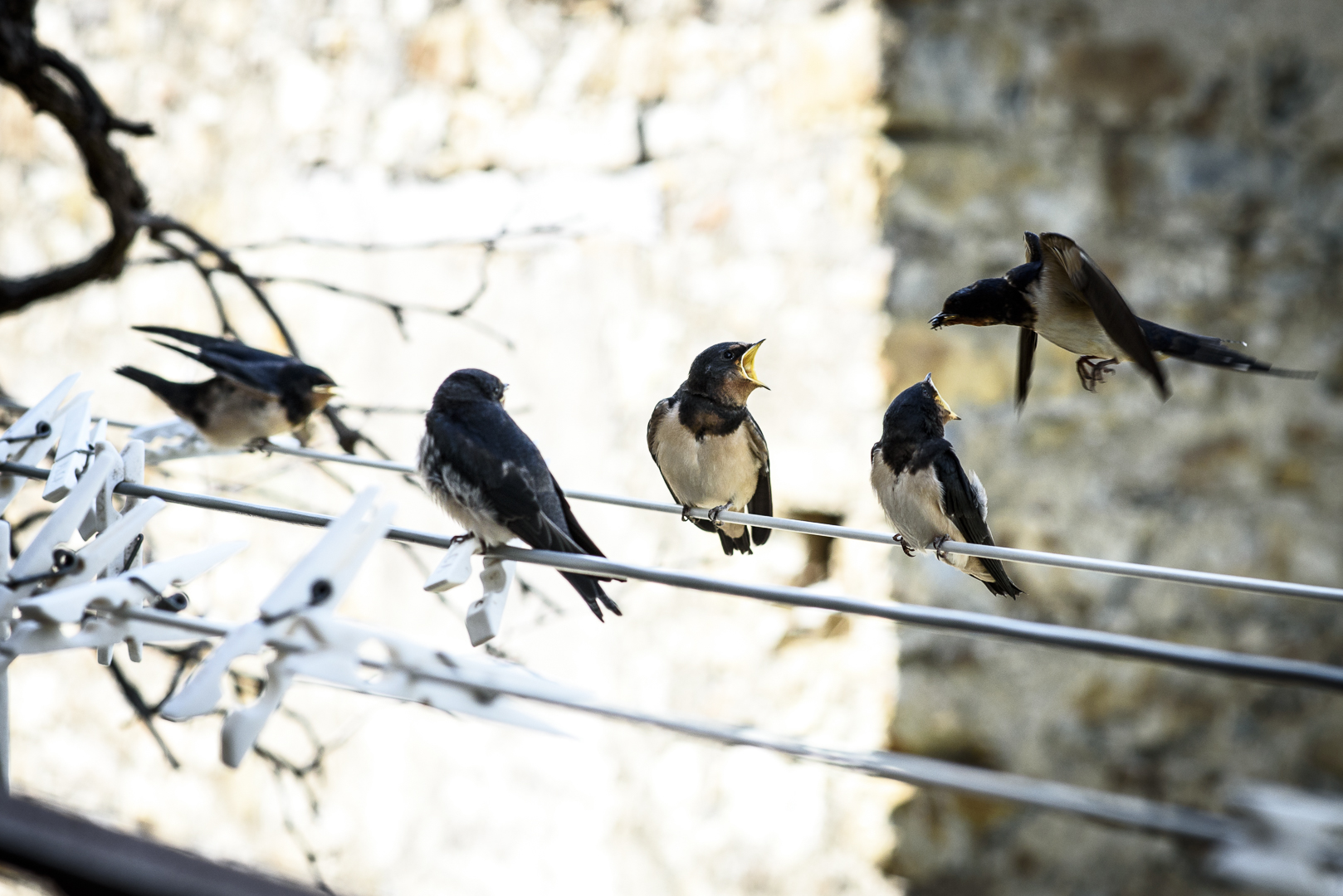 Hawks and the Sparrows