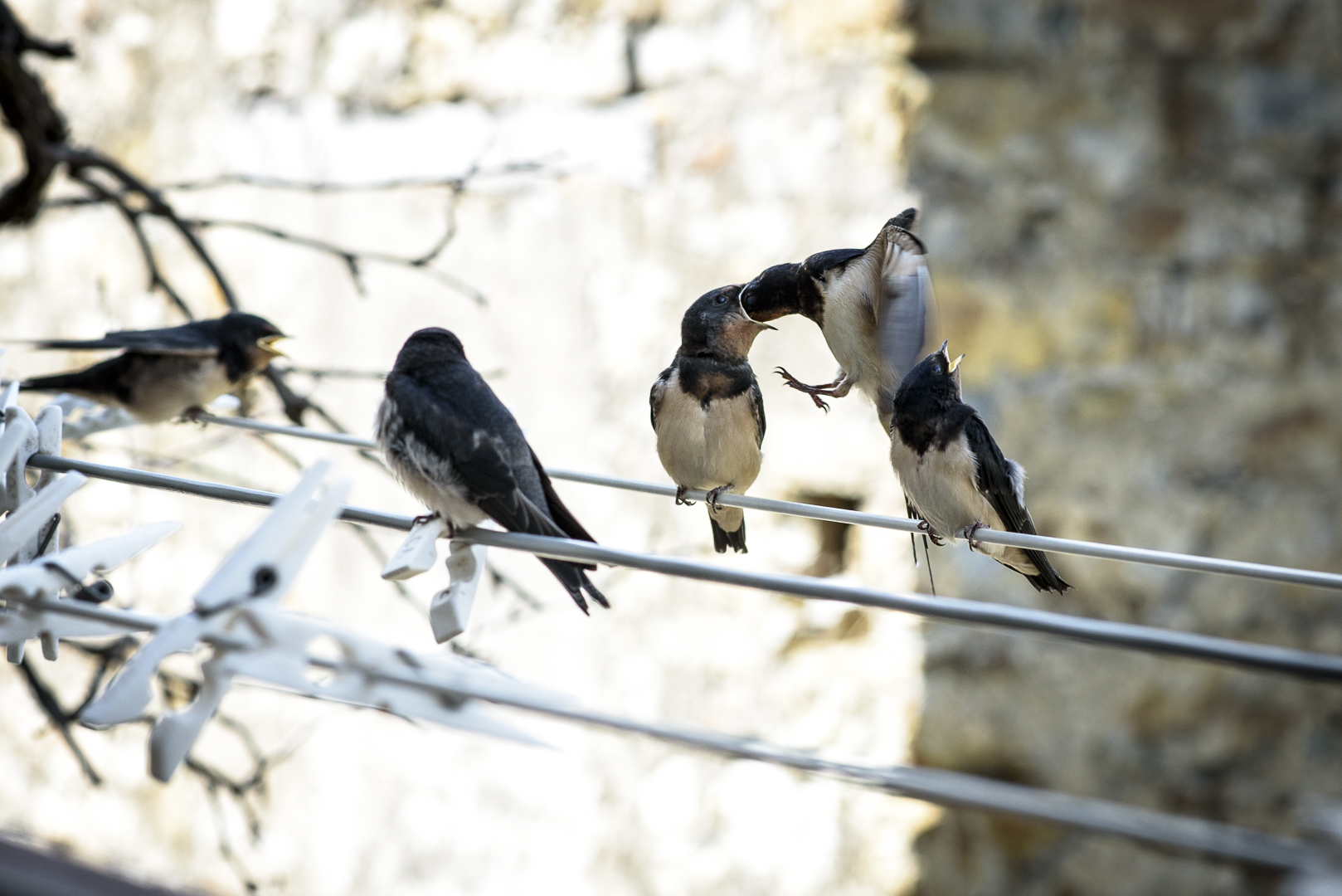 Hawks and the Sparrows