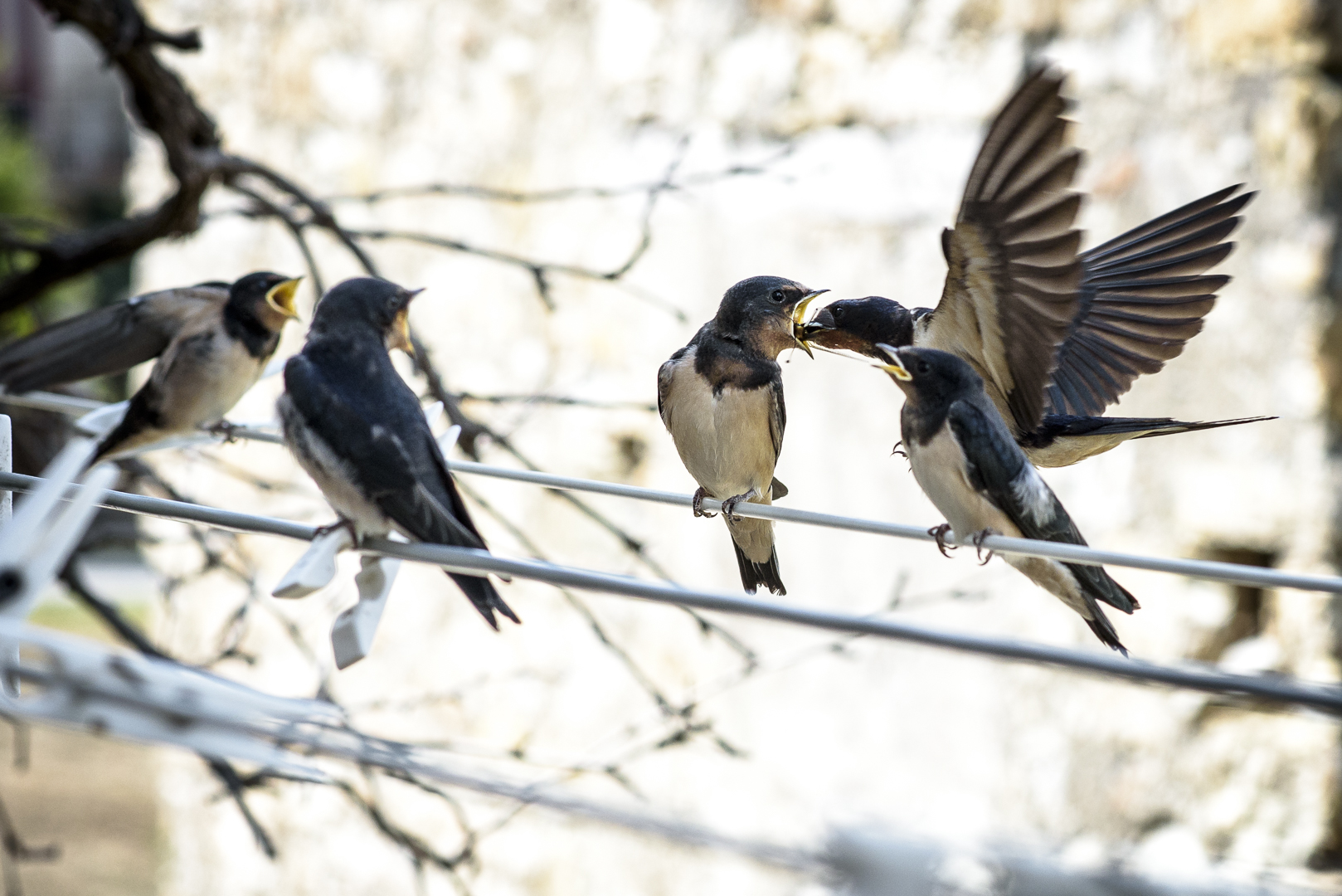 Hawks and the Sparrows