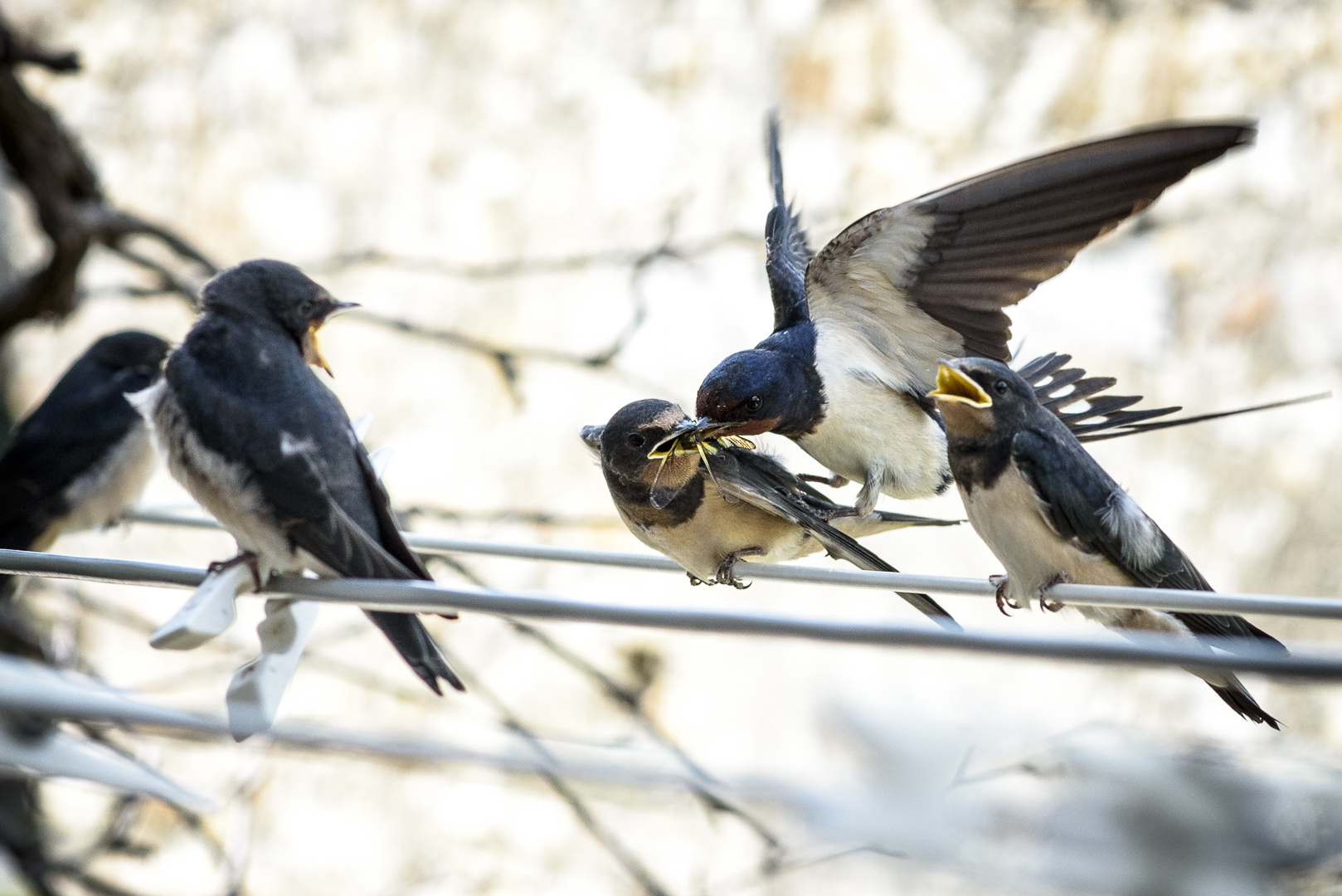 Hawks and the Sparrows