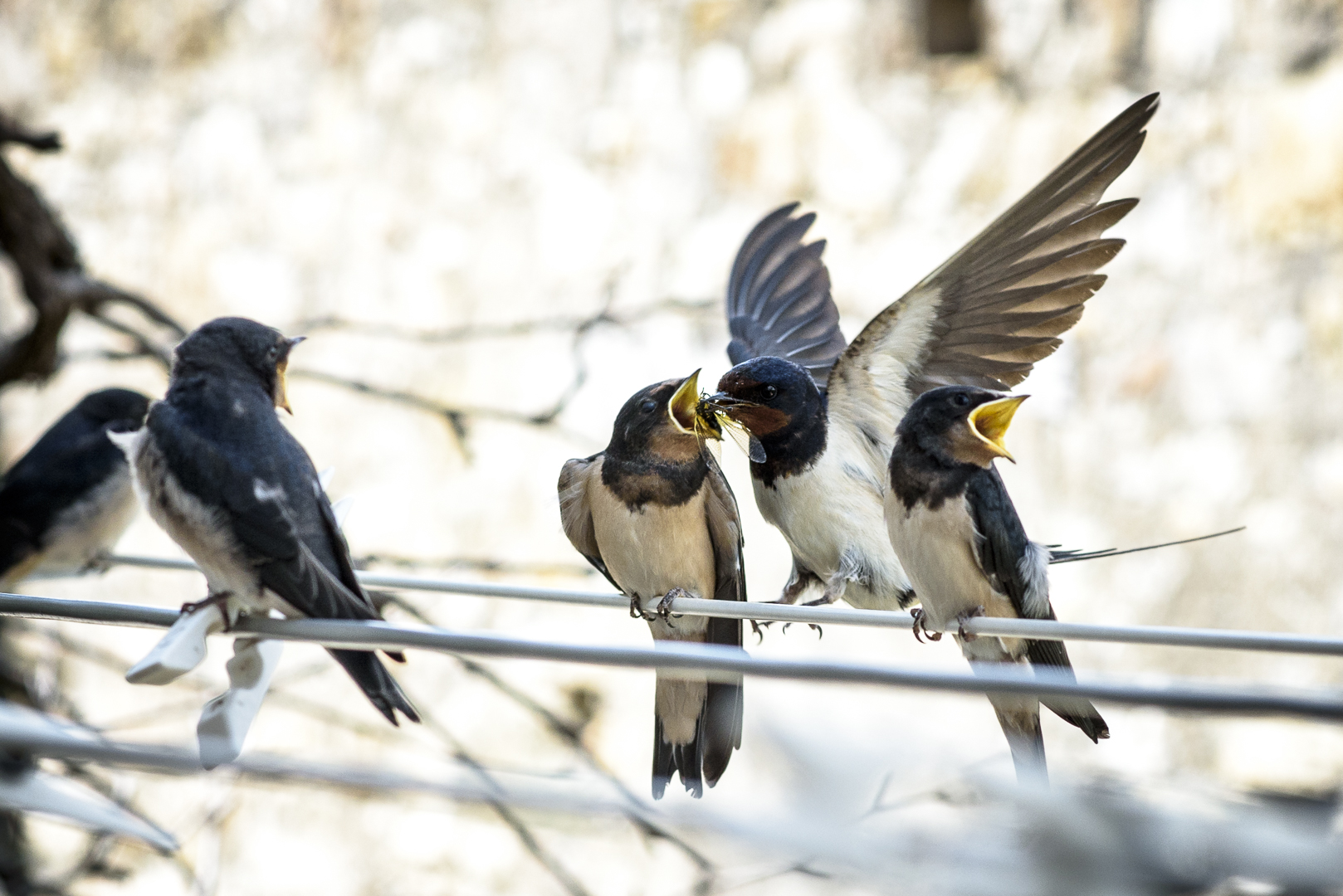 Hawks and the Sparrows