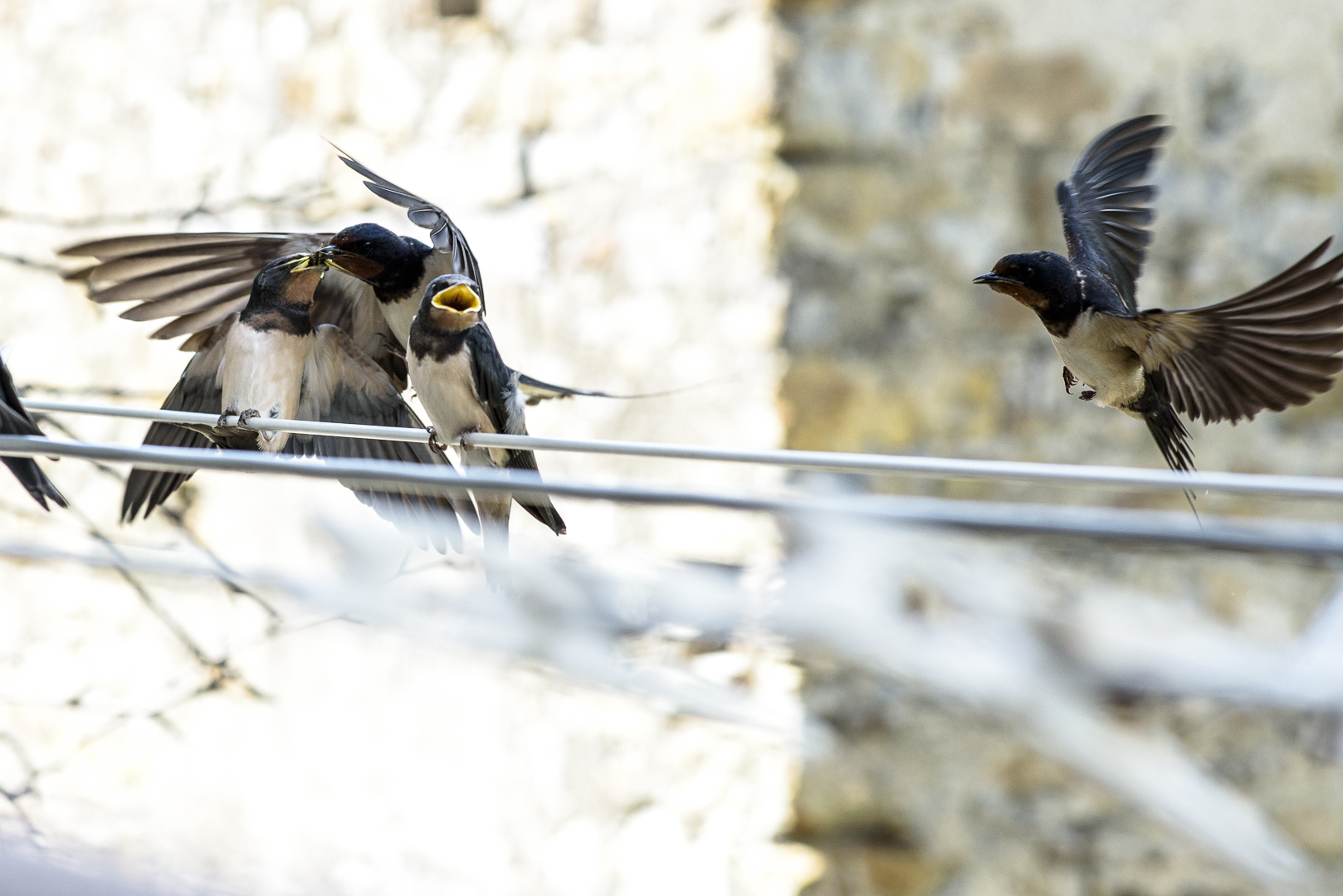 Hawks and the Sparrows