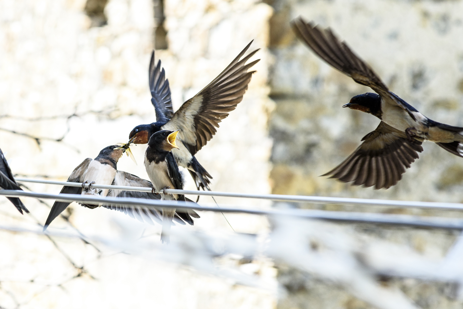 Hawks and the Sparrows