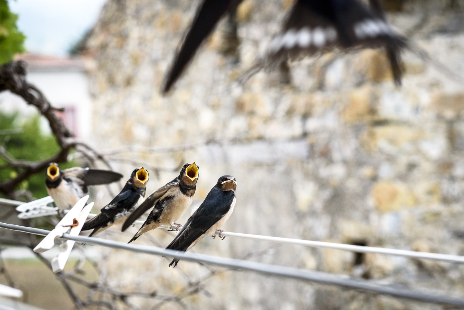 Hawks and the Sparrows