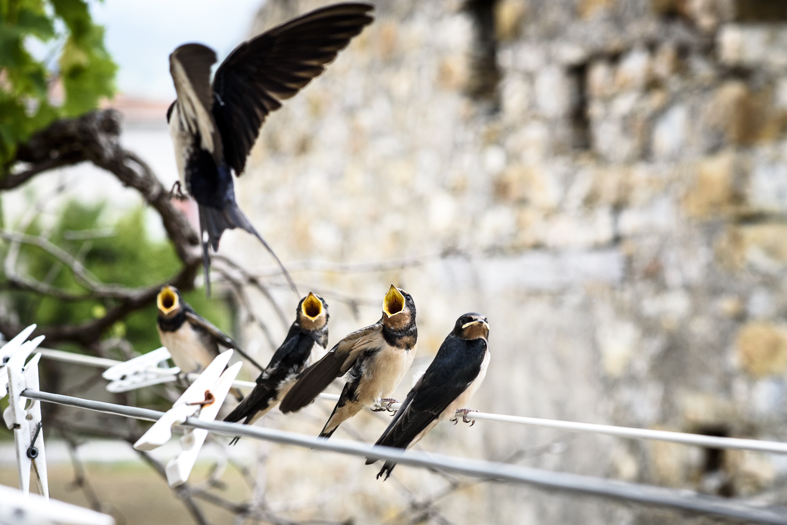 Hawks and the Sparrows