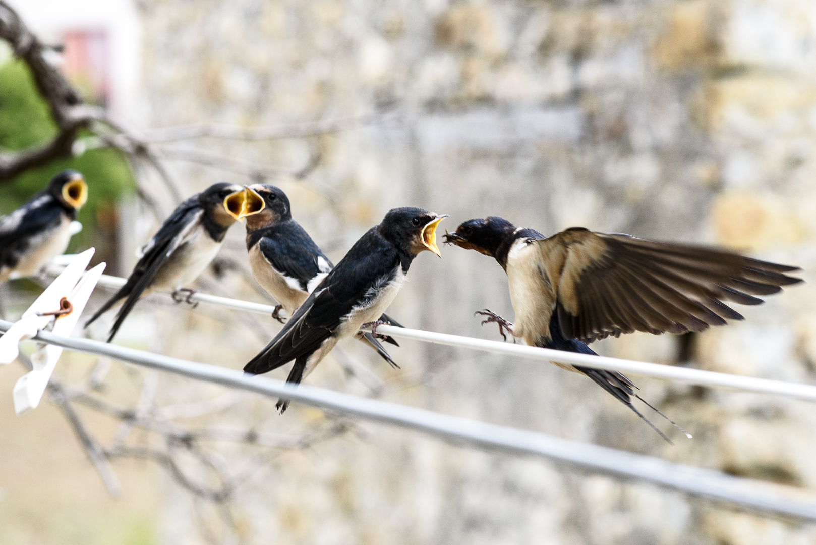 Hawks and the Sparrows