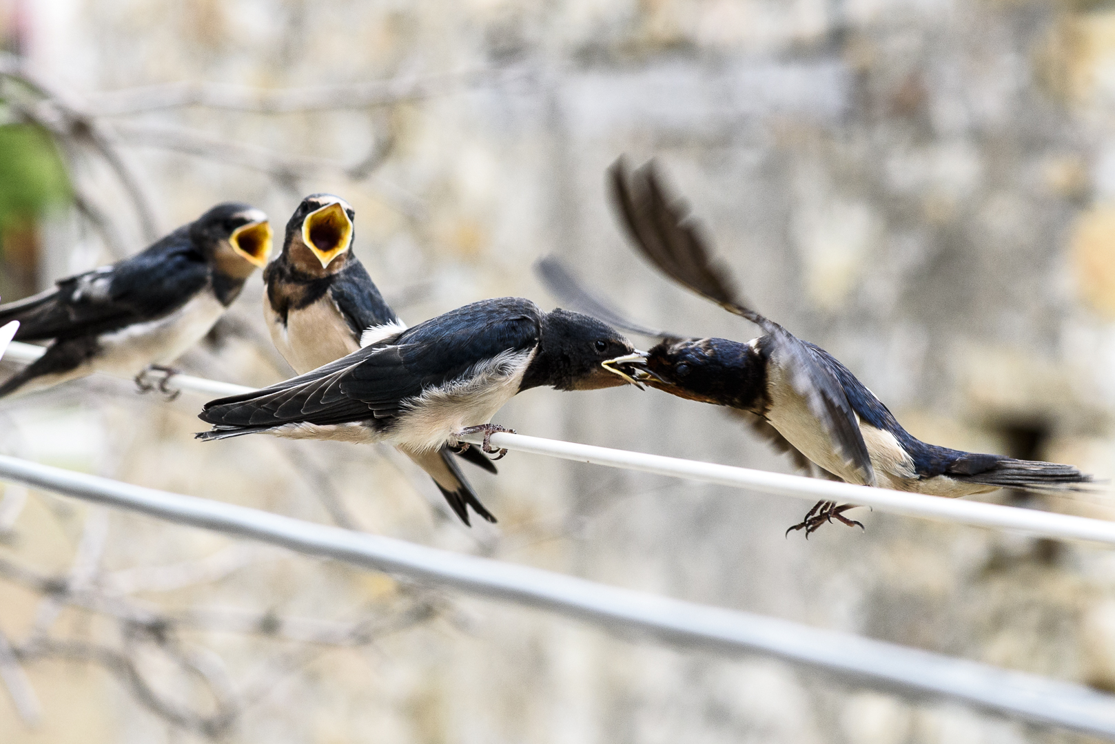 Hawks and the Sparrows