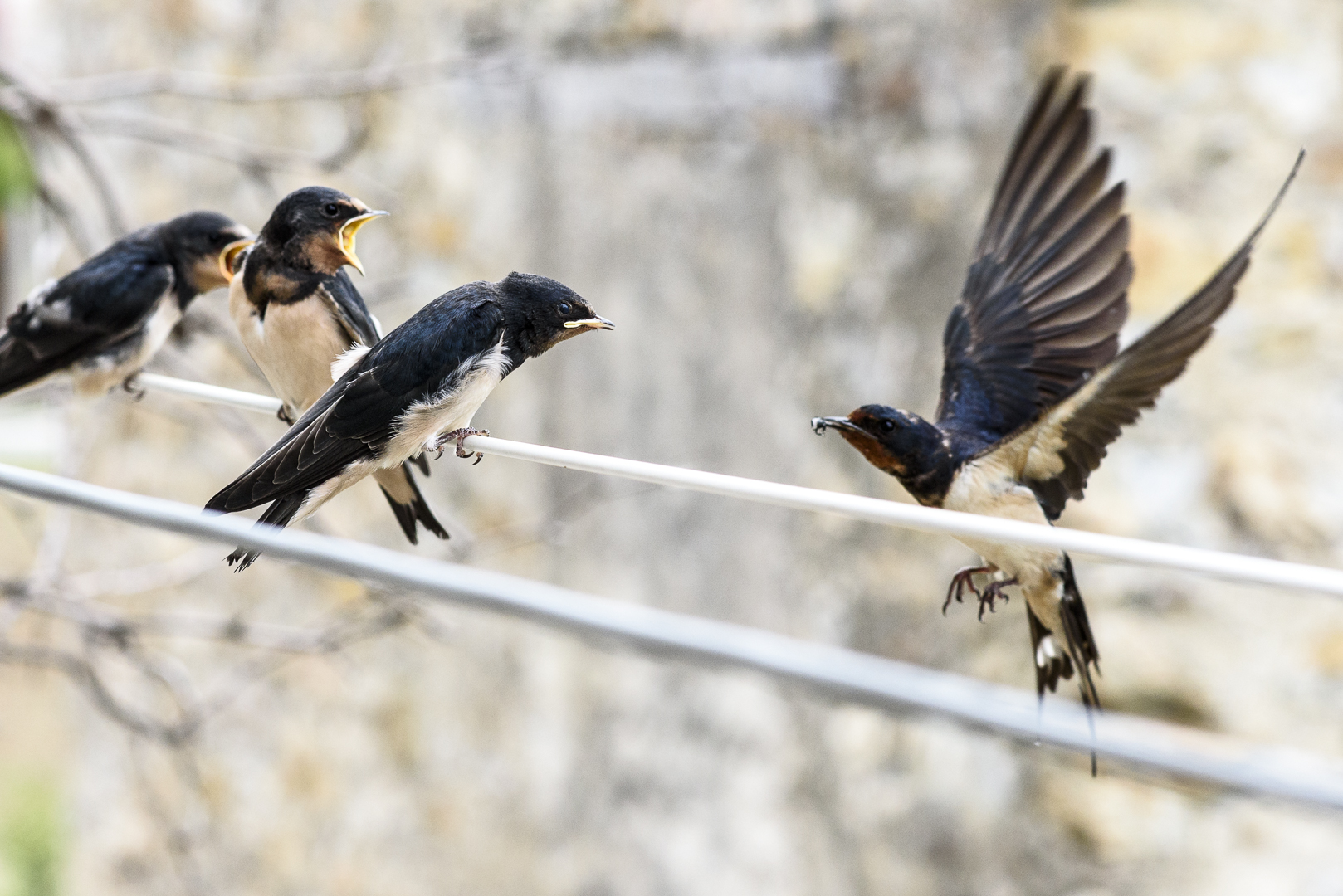 Hawks and the Sparrows