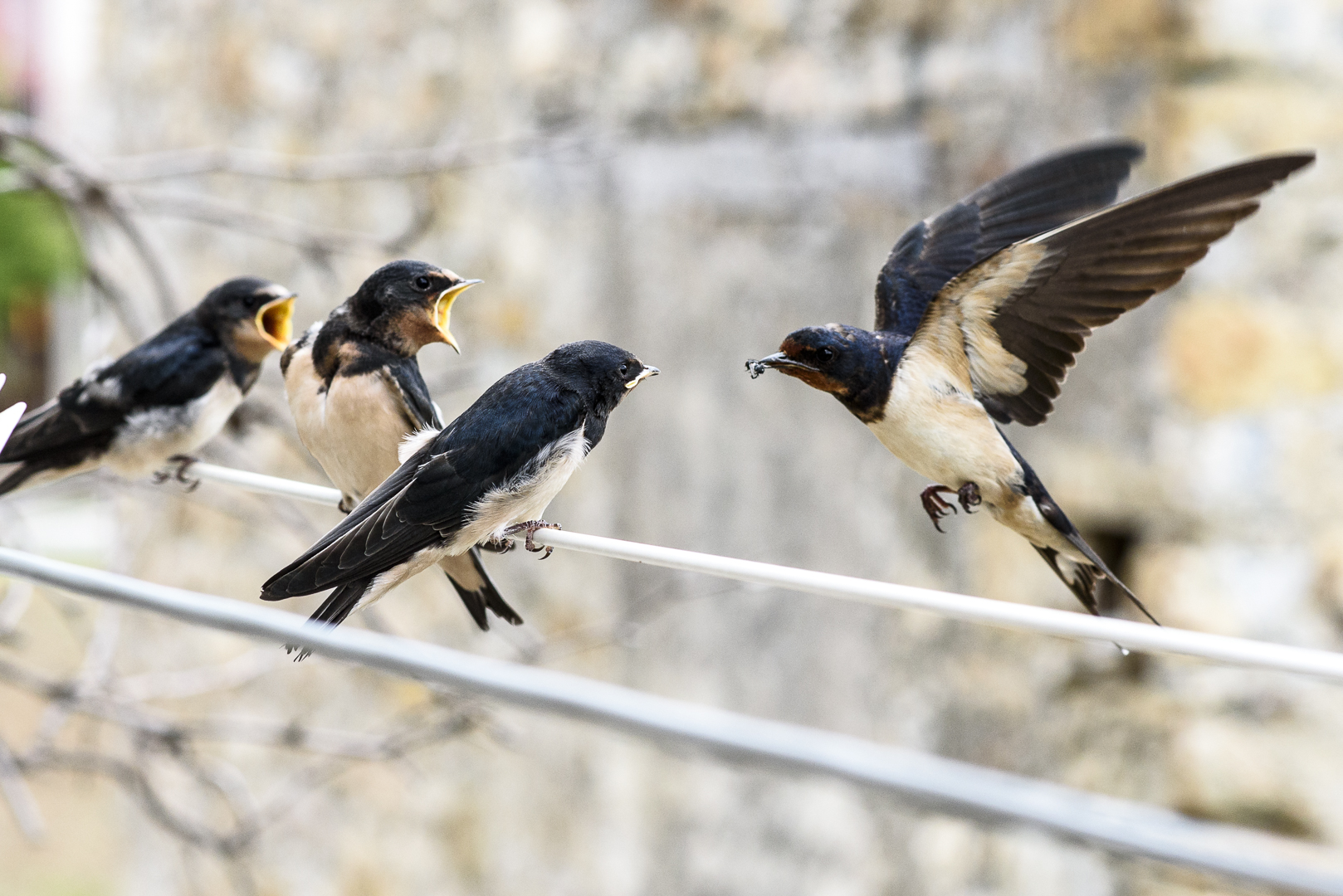 Hawks and the Sparrows