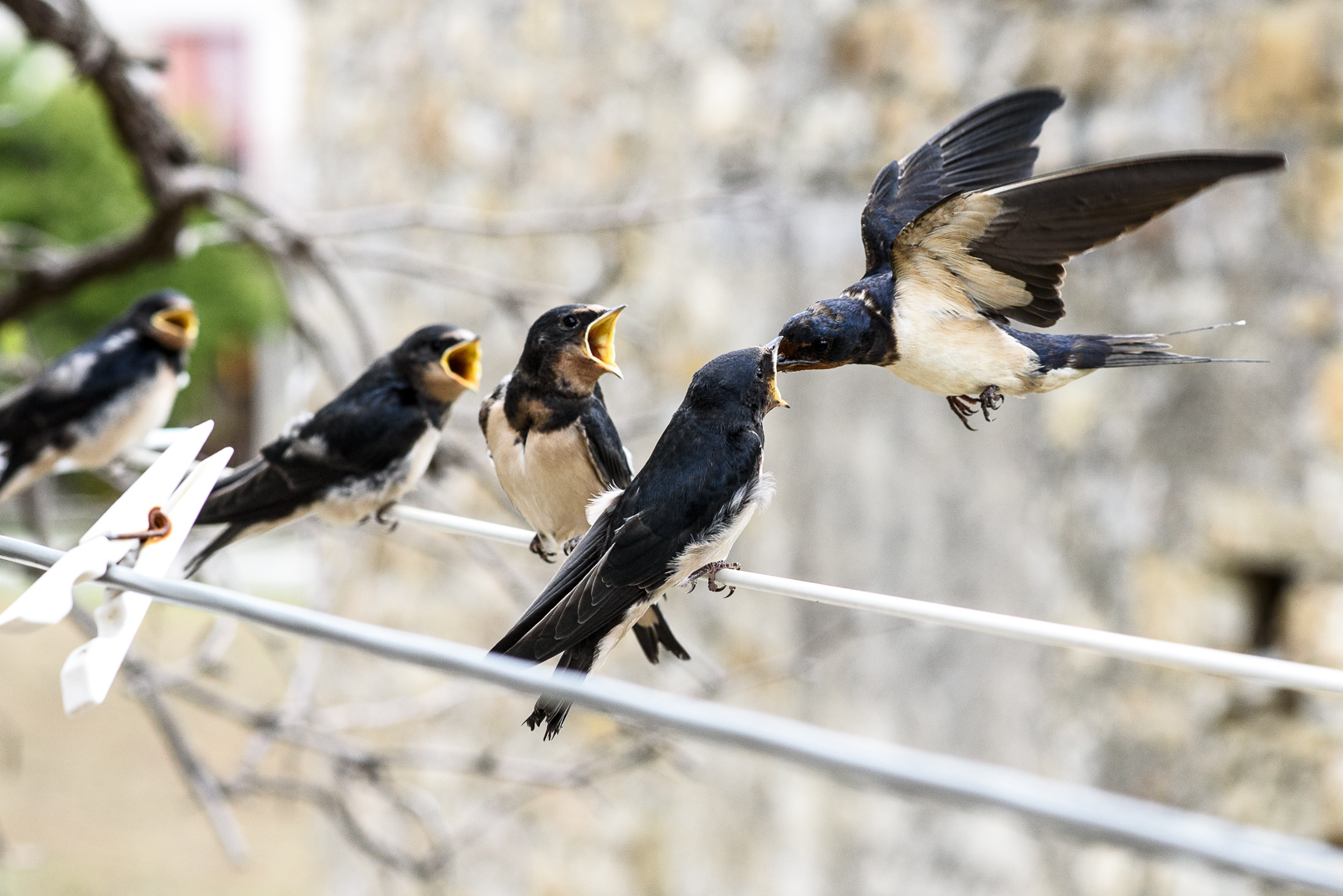 Hawks and the Sparrows