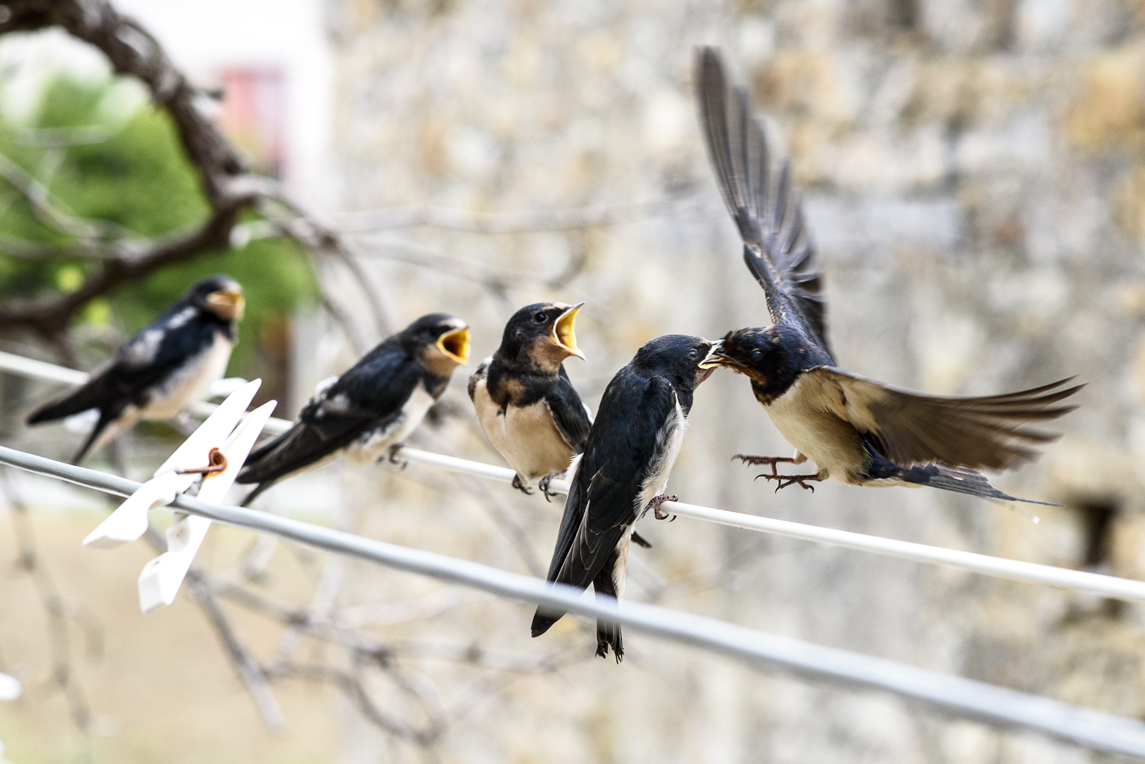 Hawks and the Sparrows