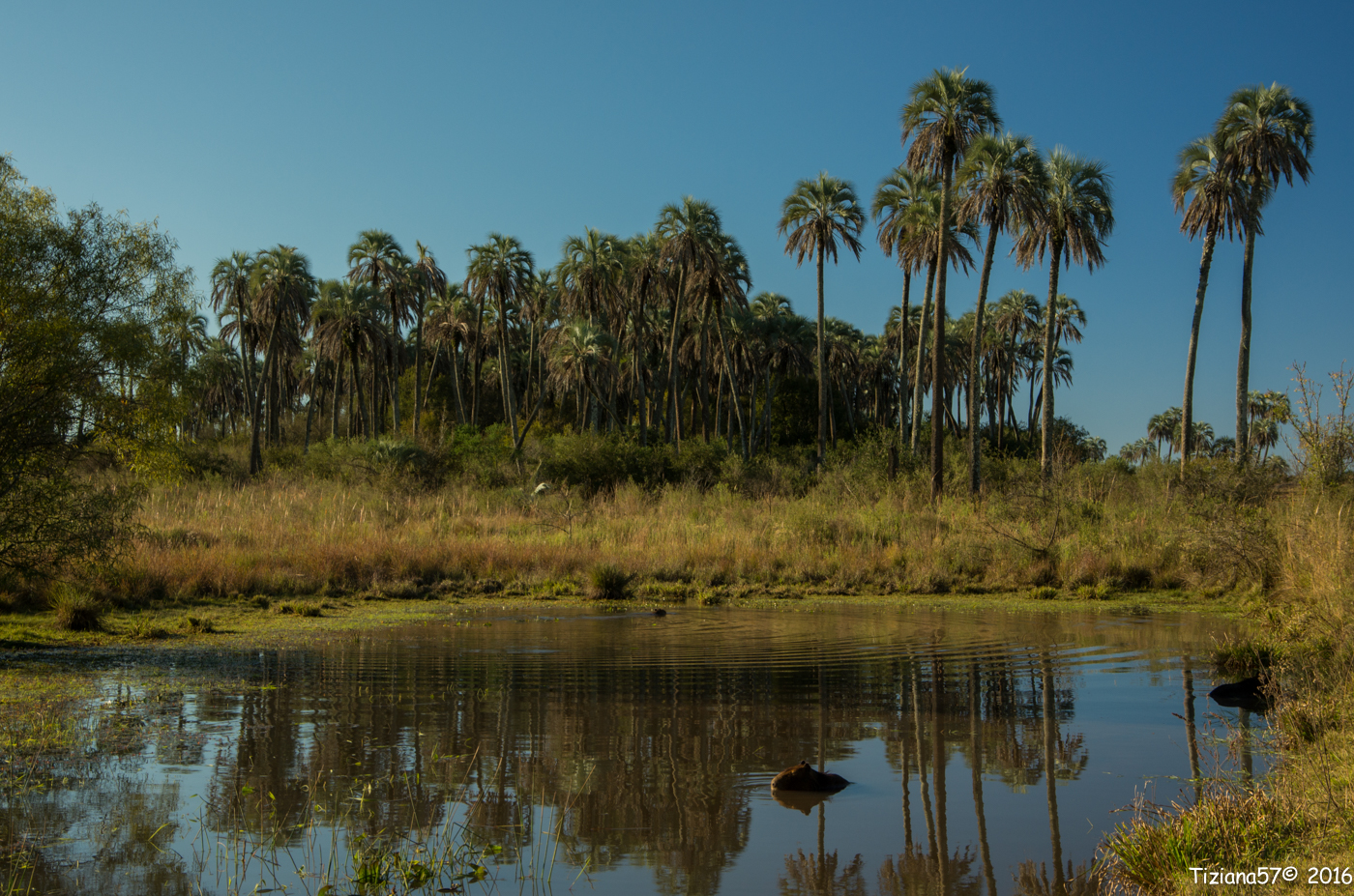 Parque El Palmar Entre Rio (arg)