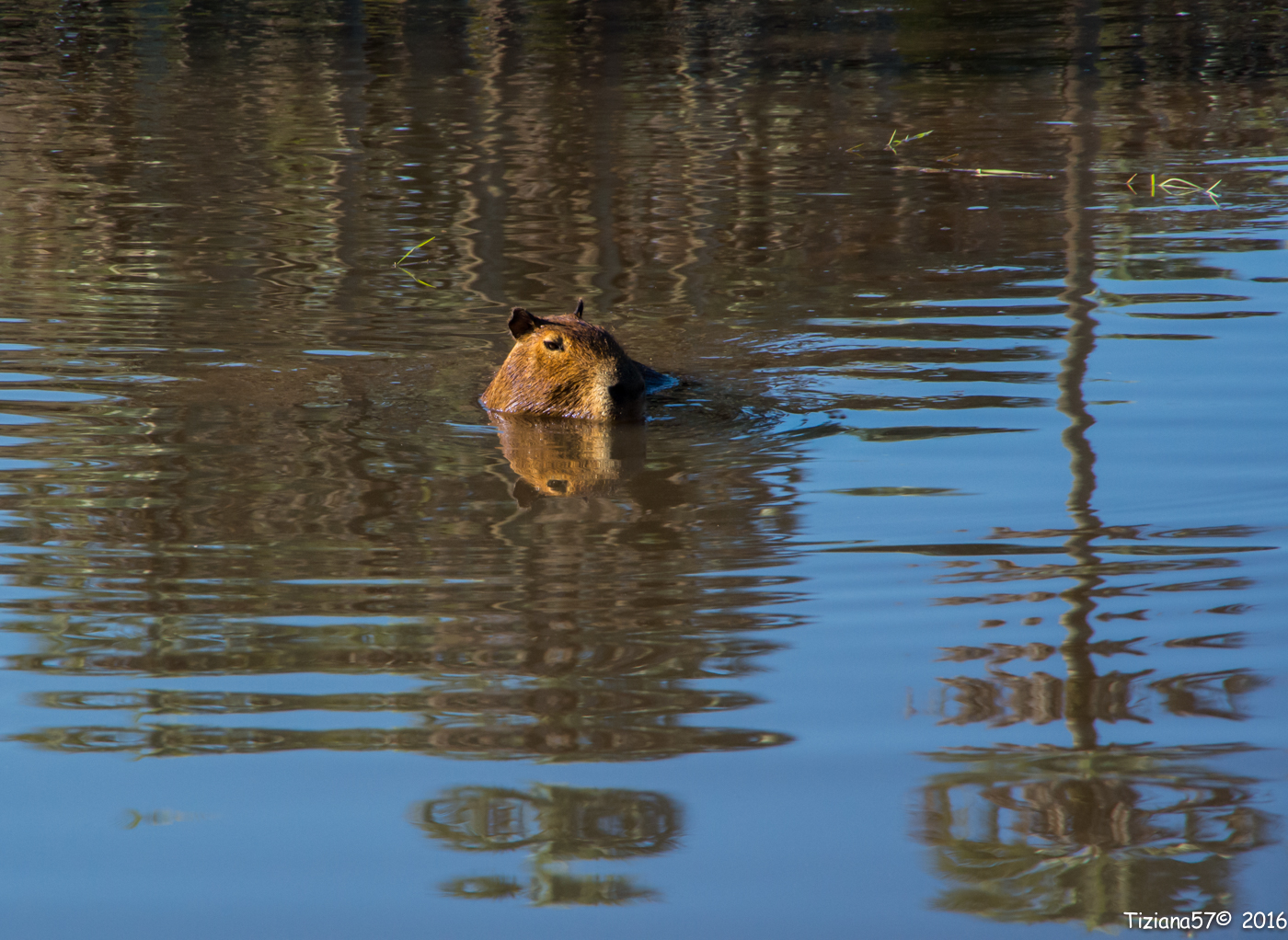 capybaras