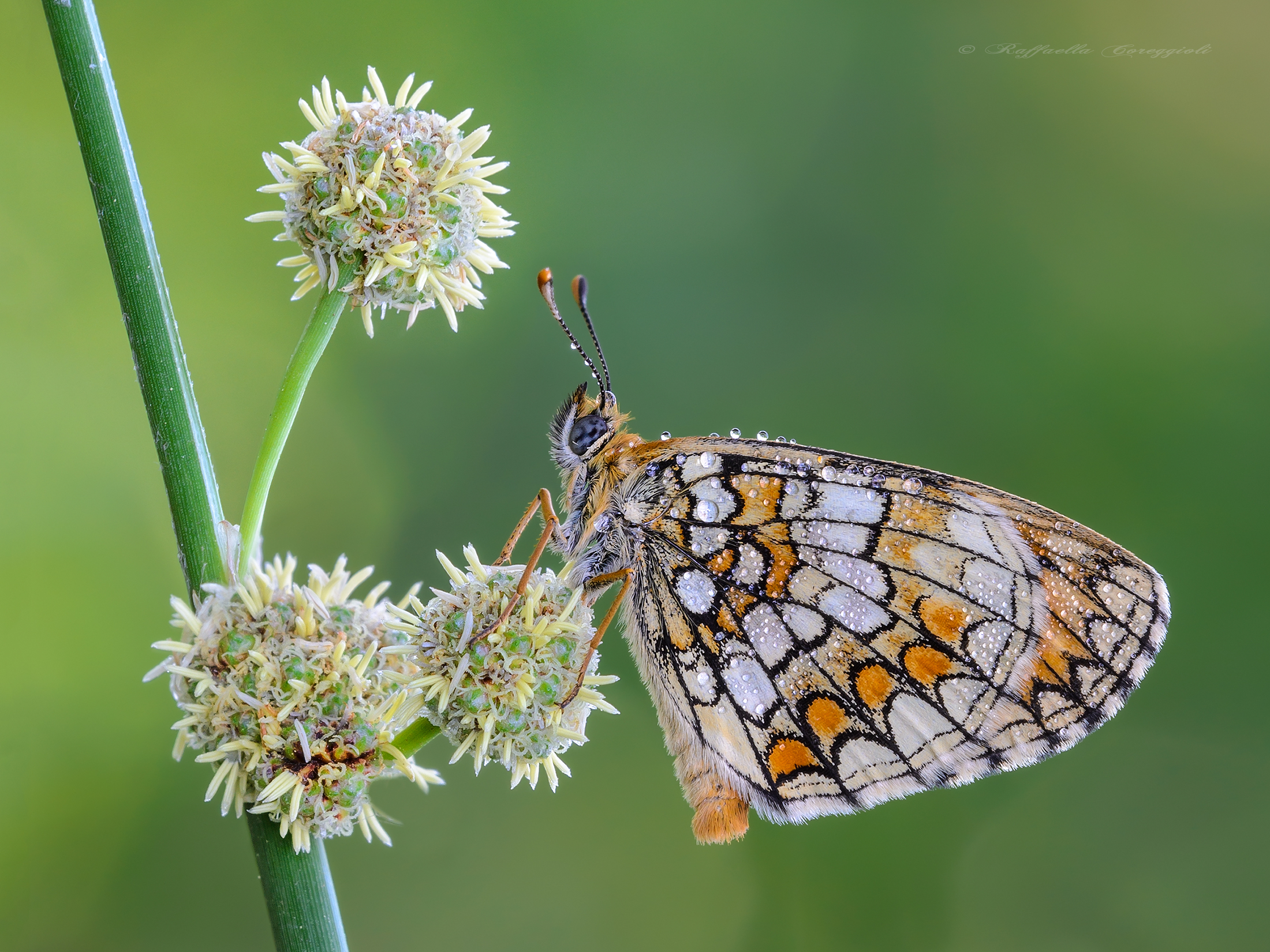 Melitaea athalia
