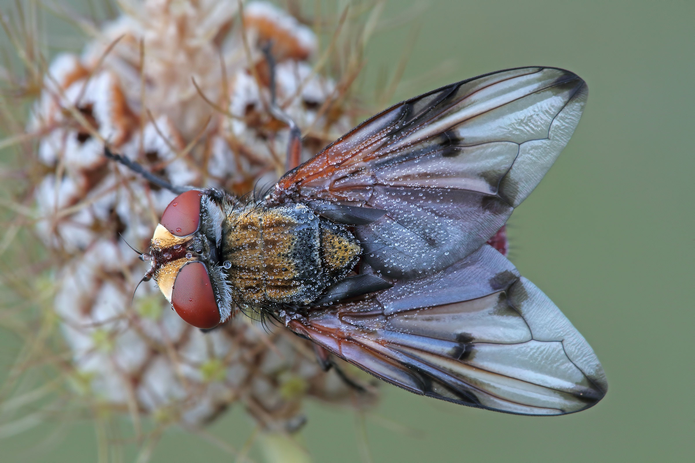 yet she ... view from above